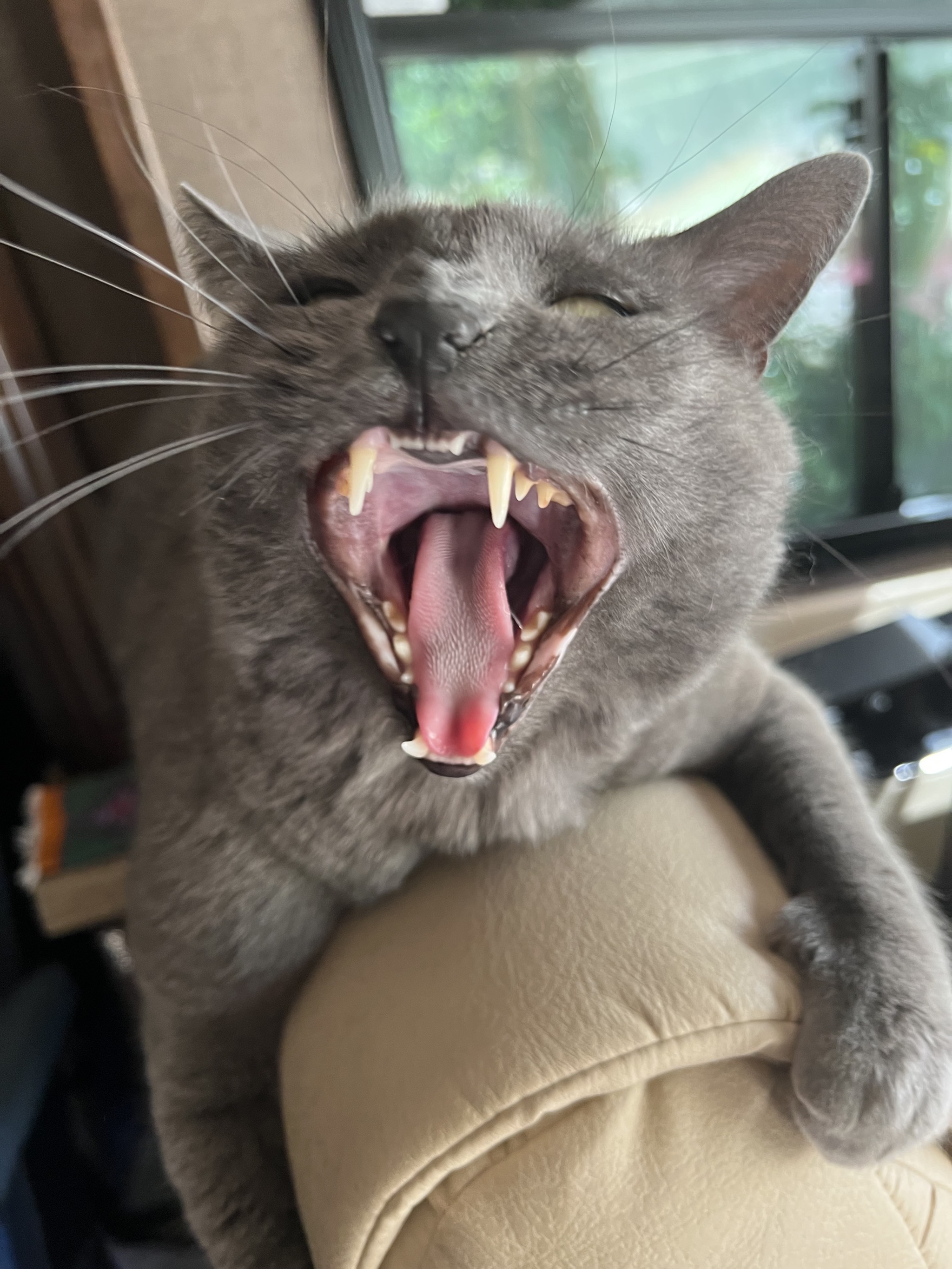 Yawn