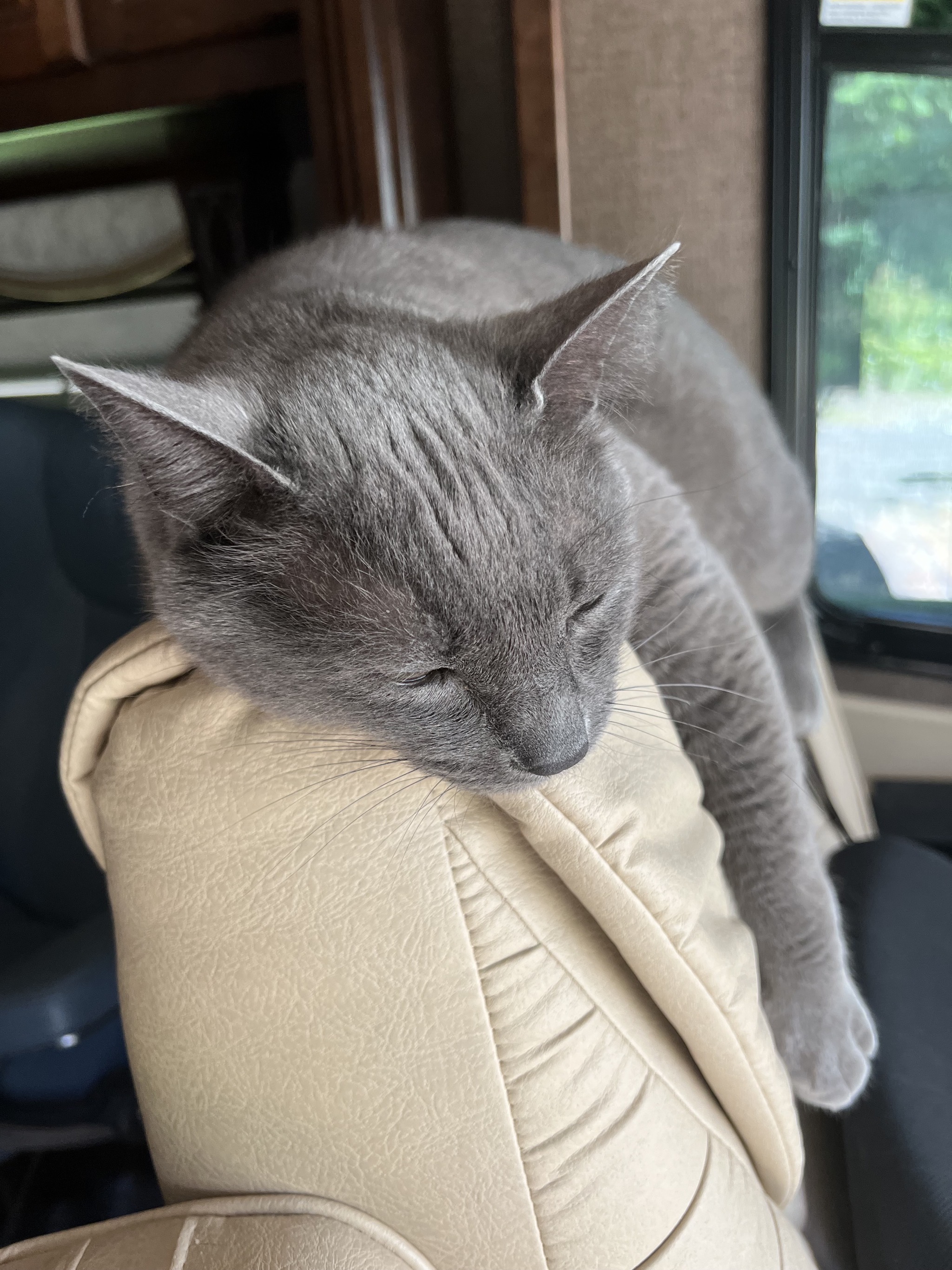 Paladin on the back of the driver chair