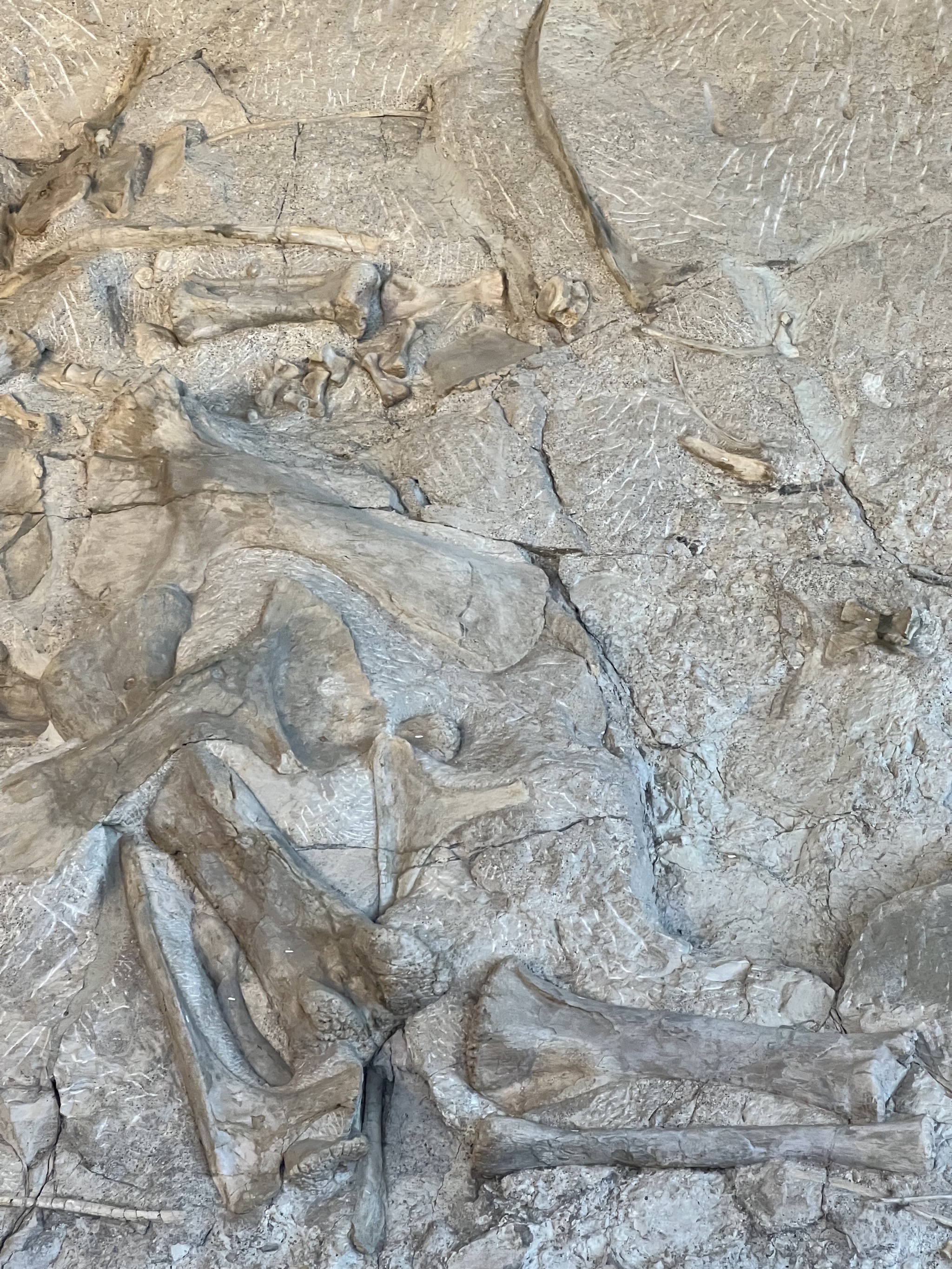 Wall of bones