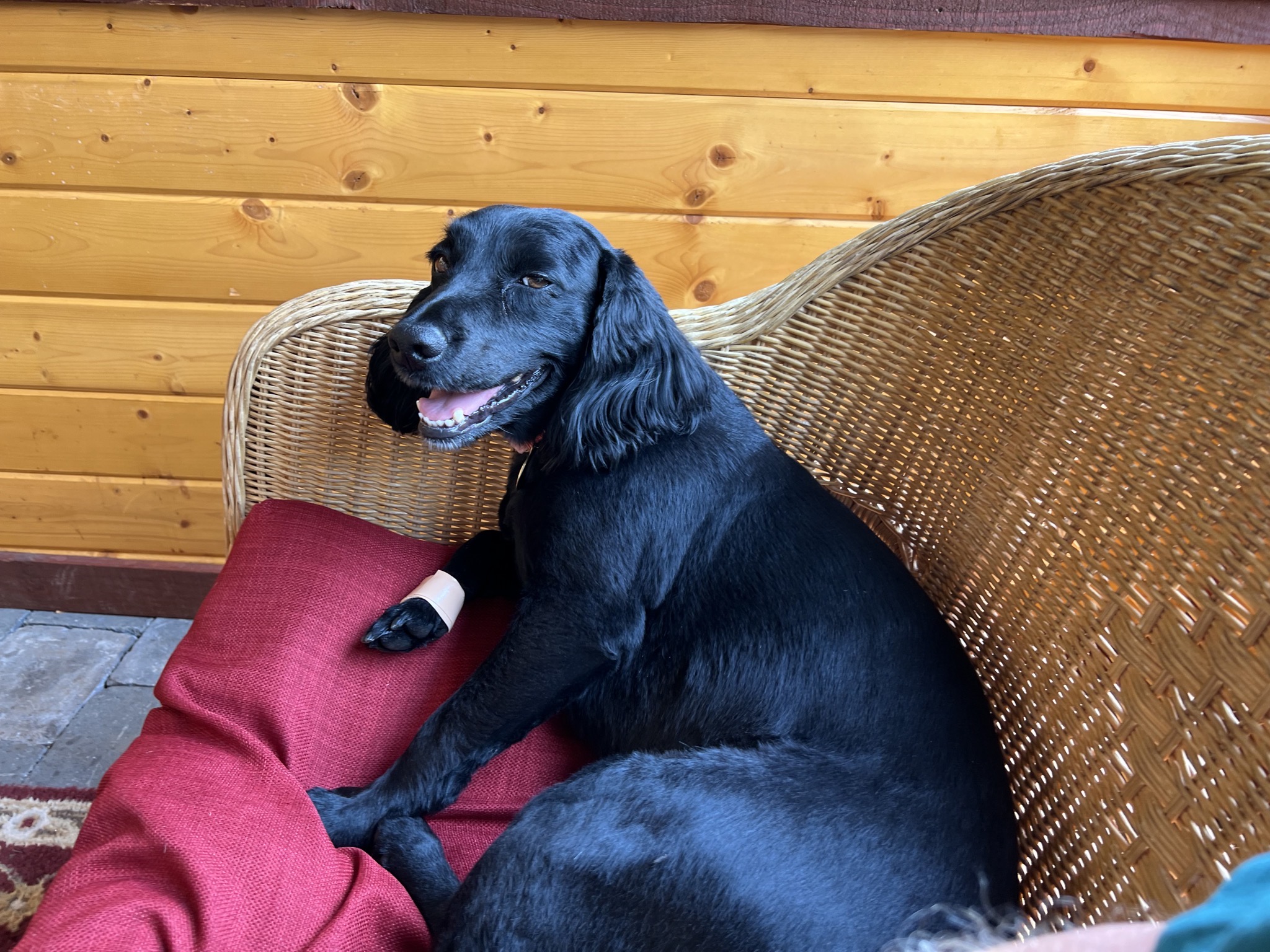 Dog