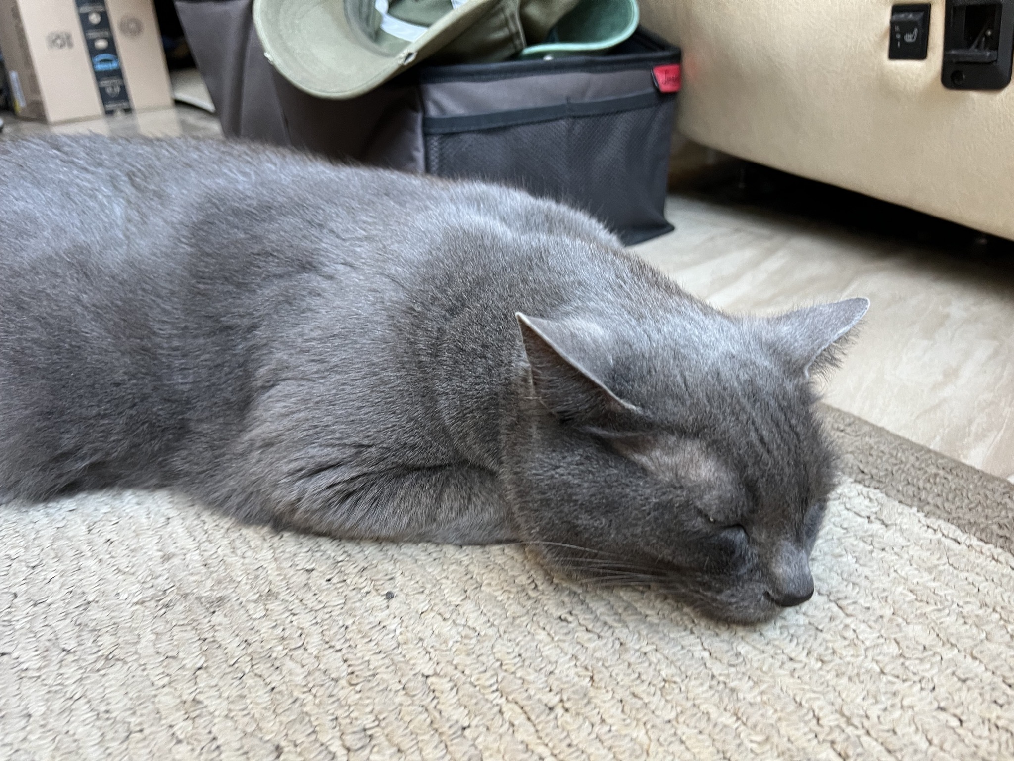 Paladin sleeping