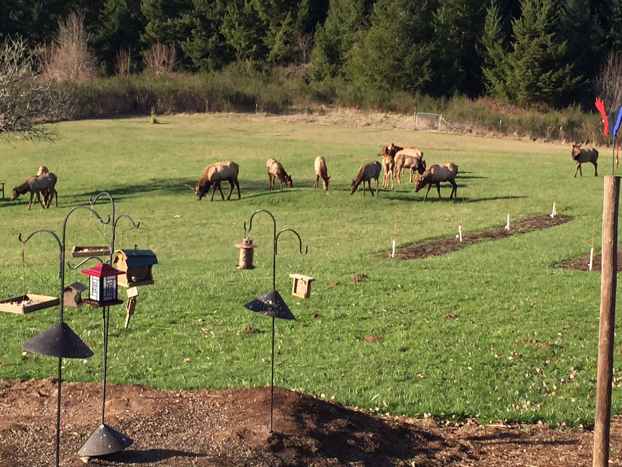 Elk