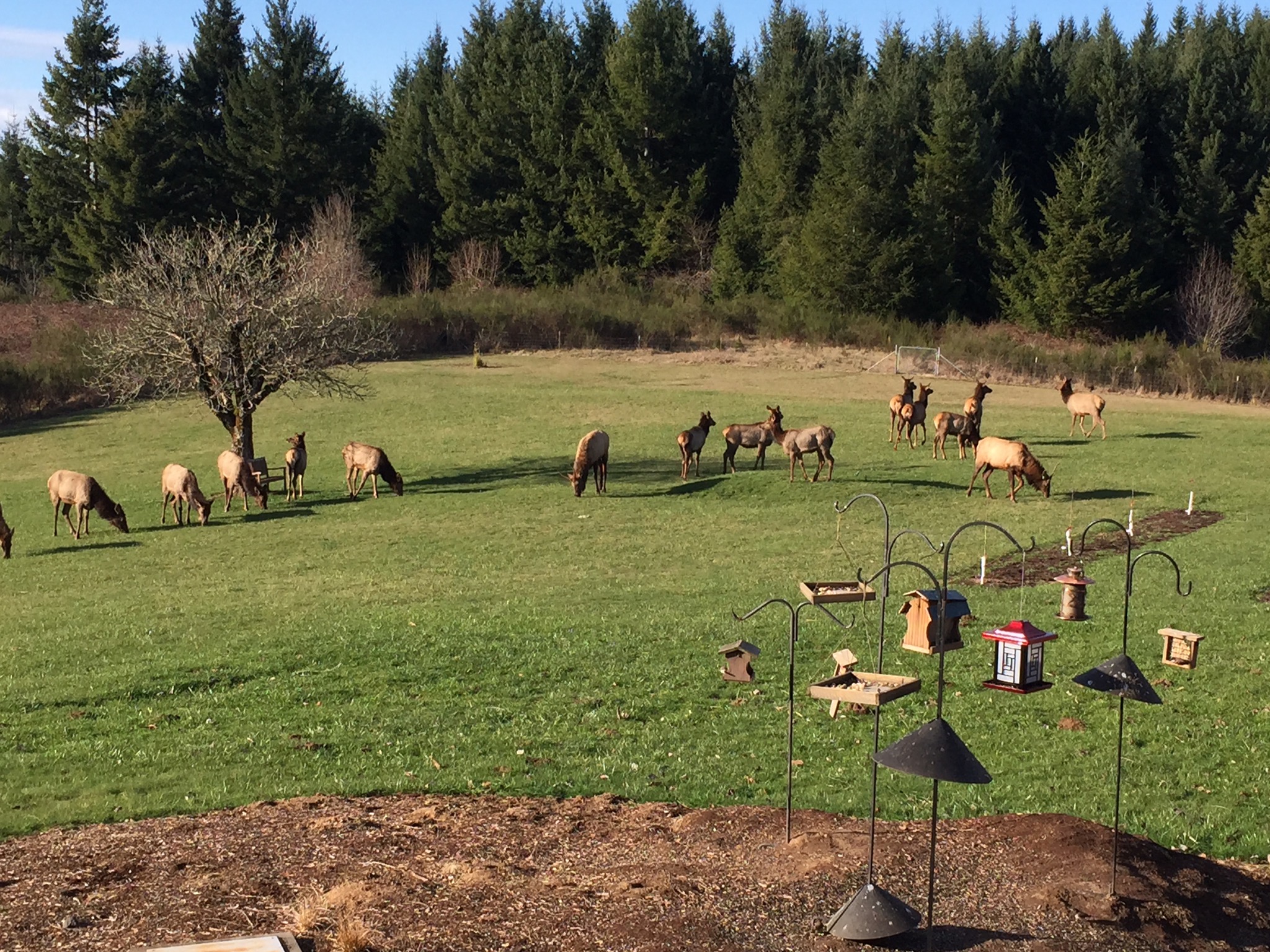 Elk