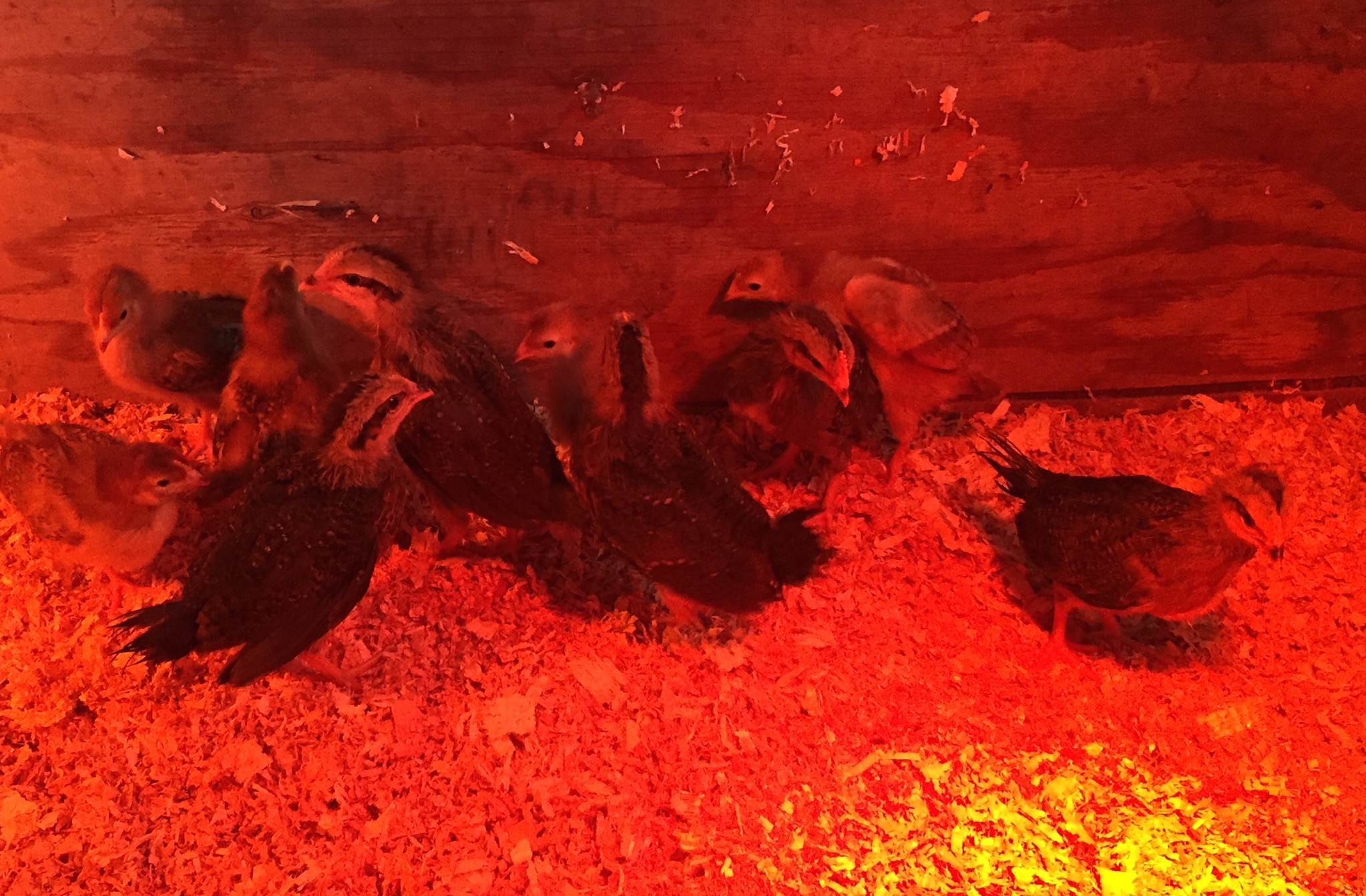 Chicks