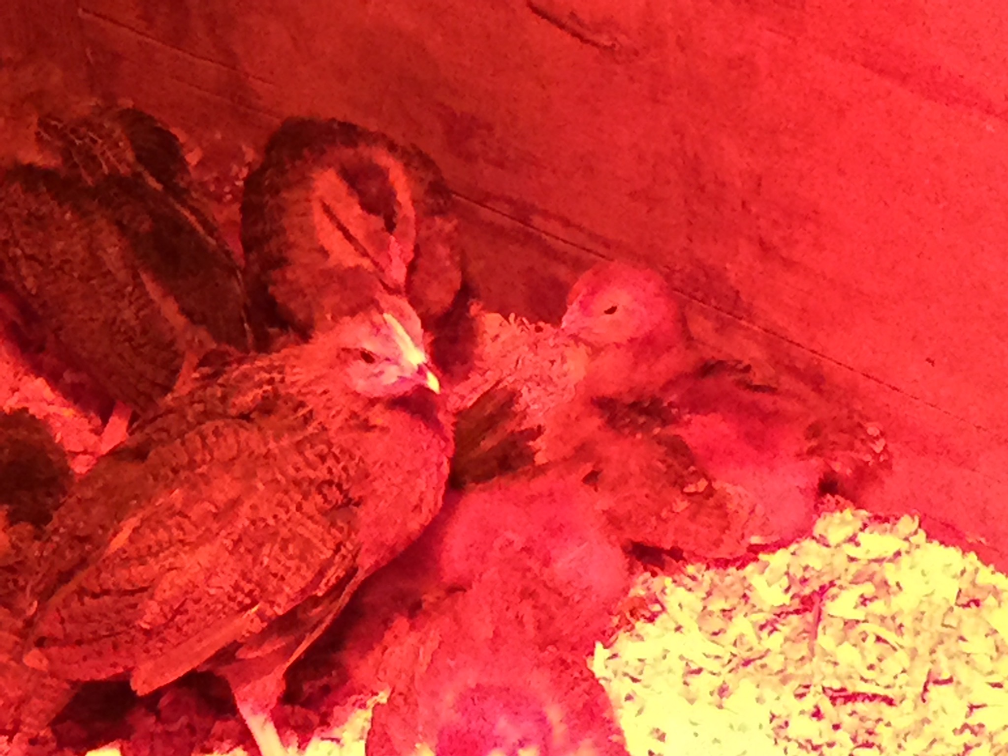 Chicks