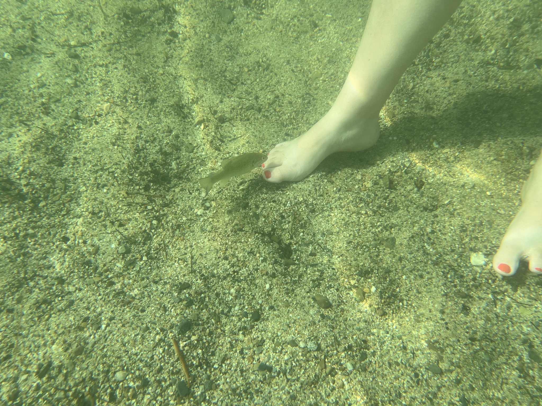 Fish