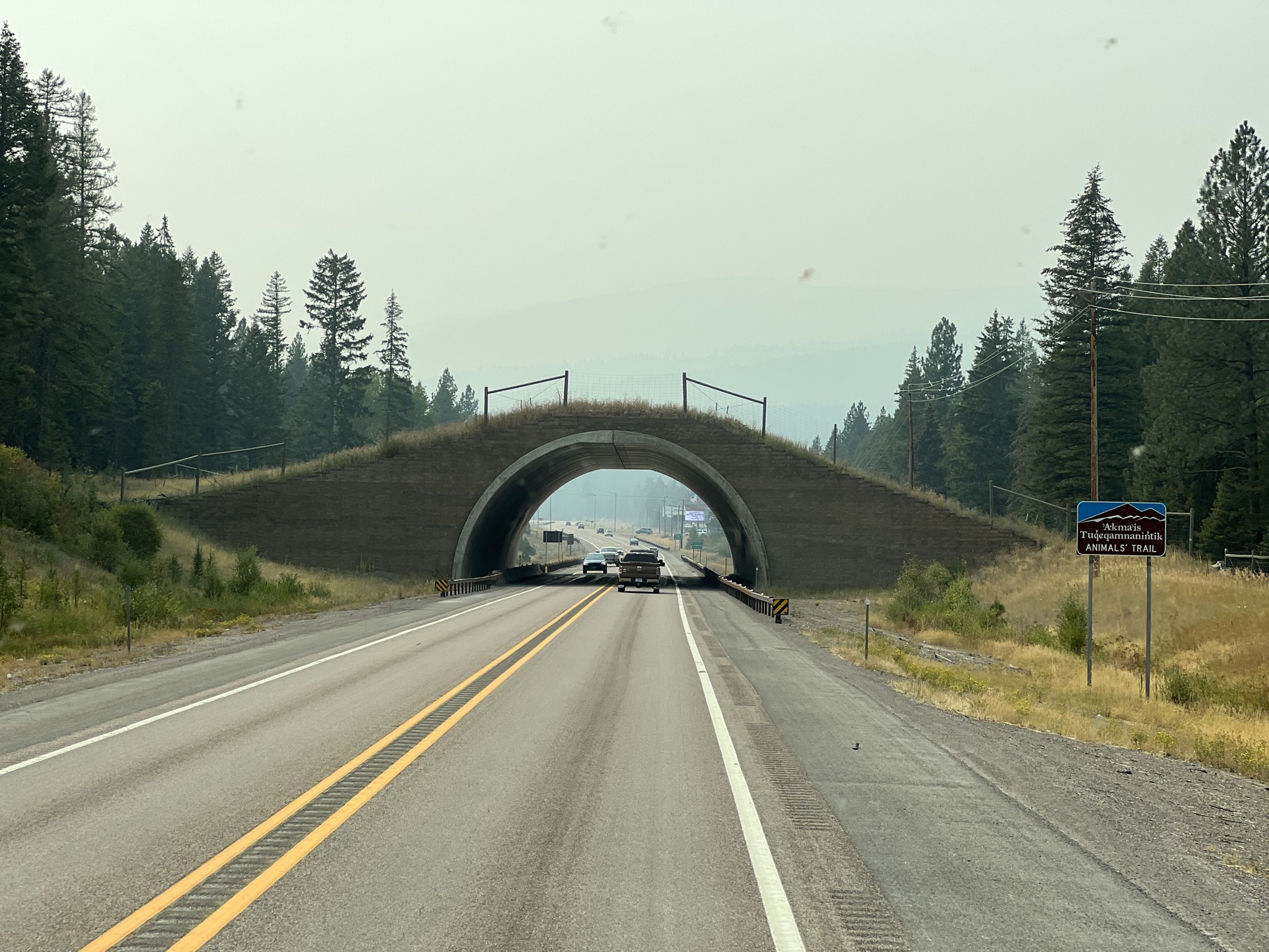 Wildlife bridge