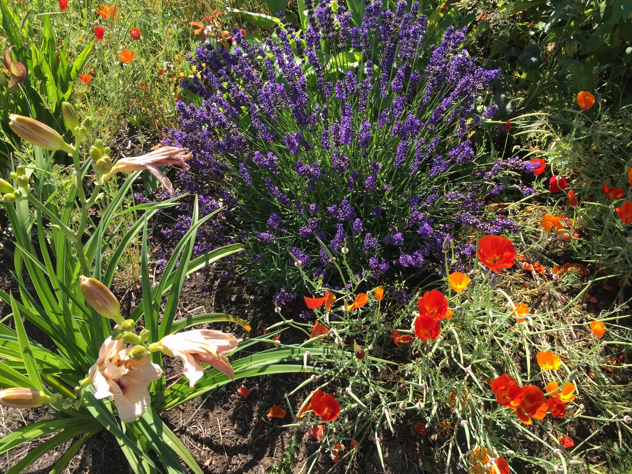 Flowerbeds