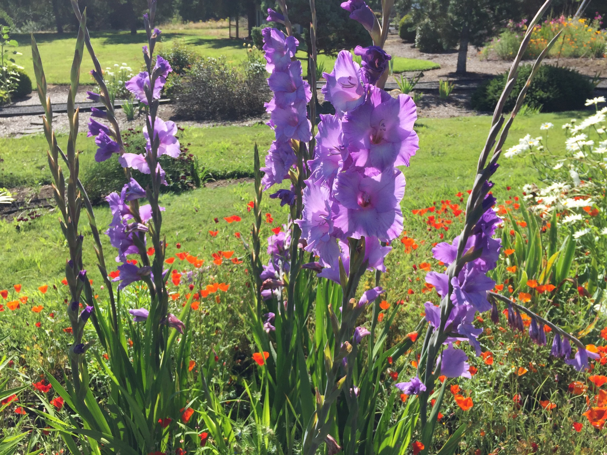 Flowerbeds