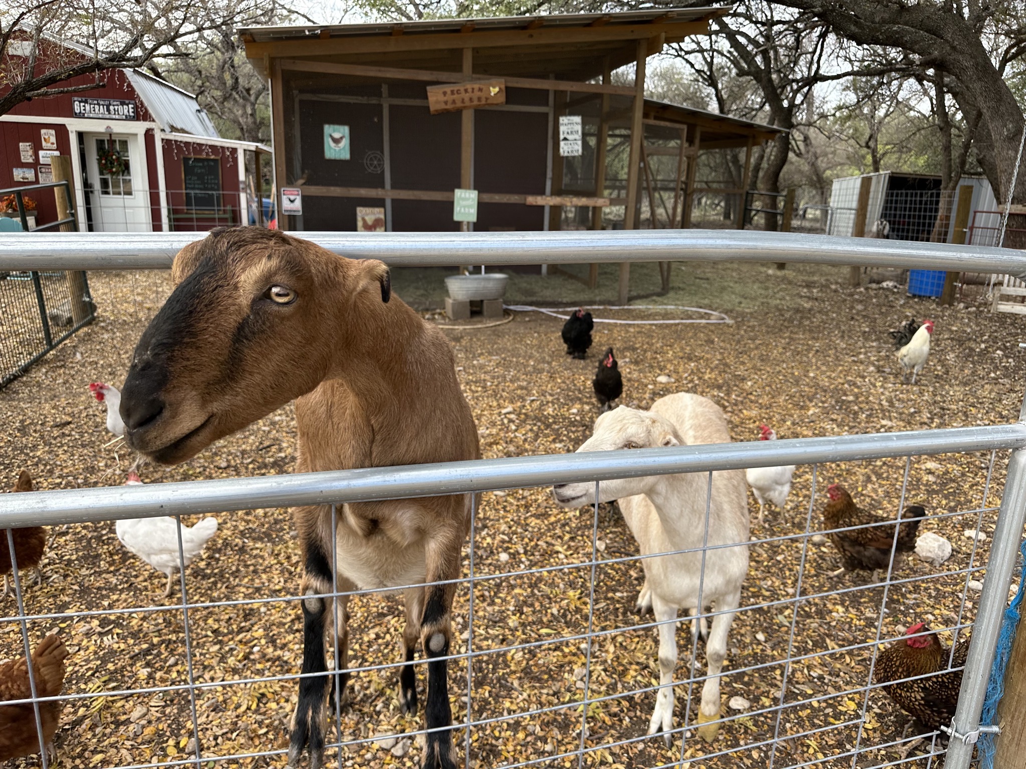 Goats and chickens