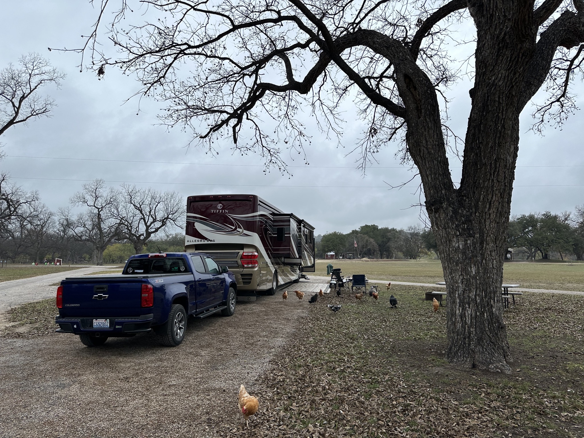 Our site with chickens