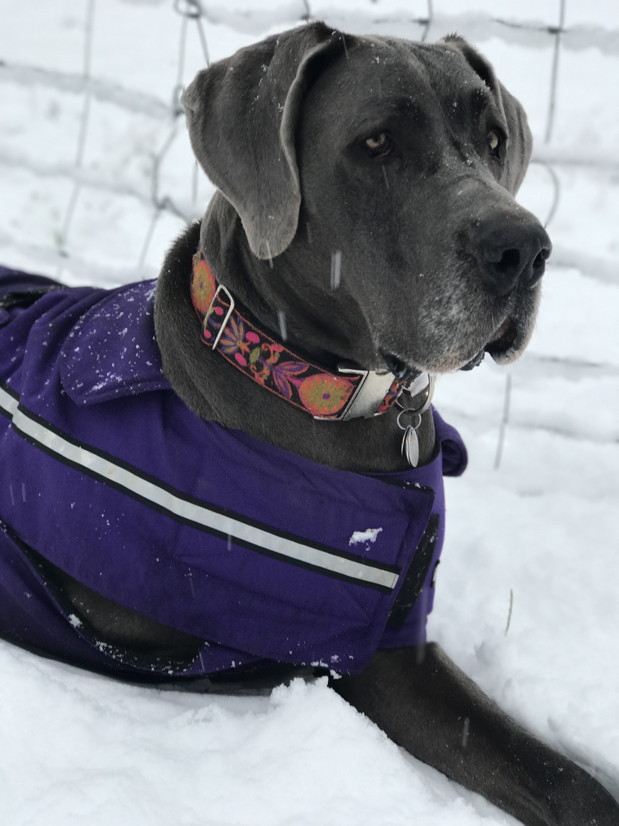 Rory in snow