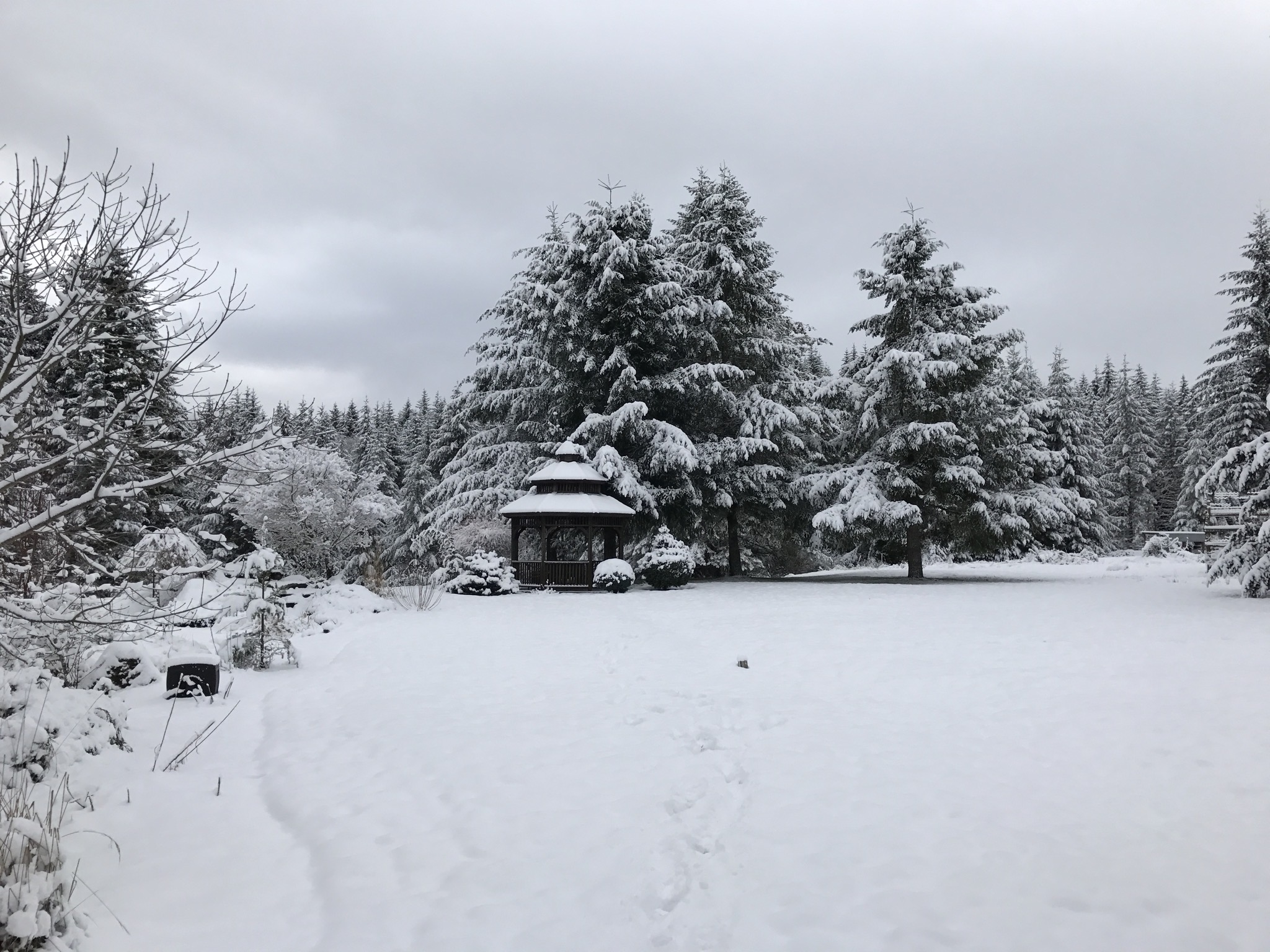 Snowy back yard