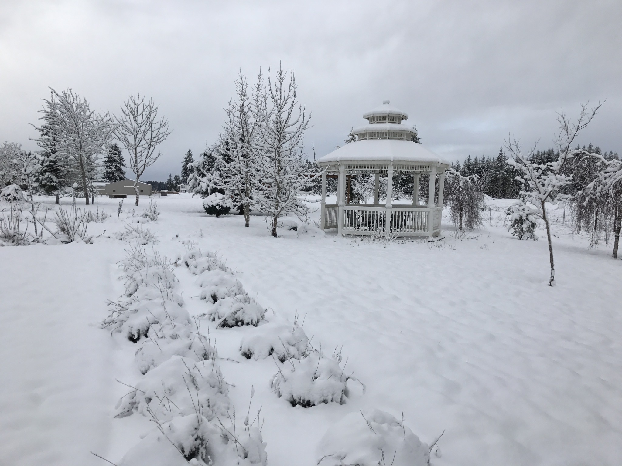 Snowy flowerbeds