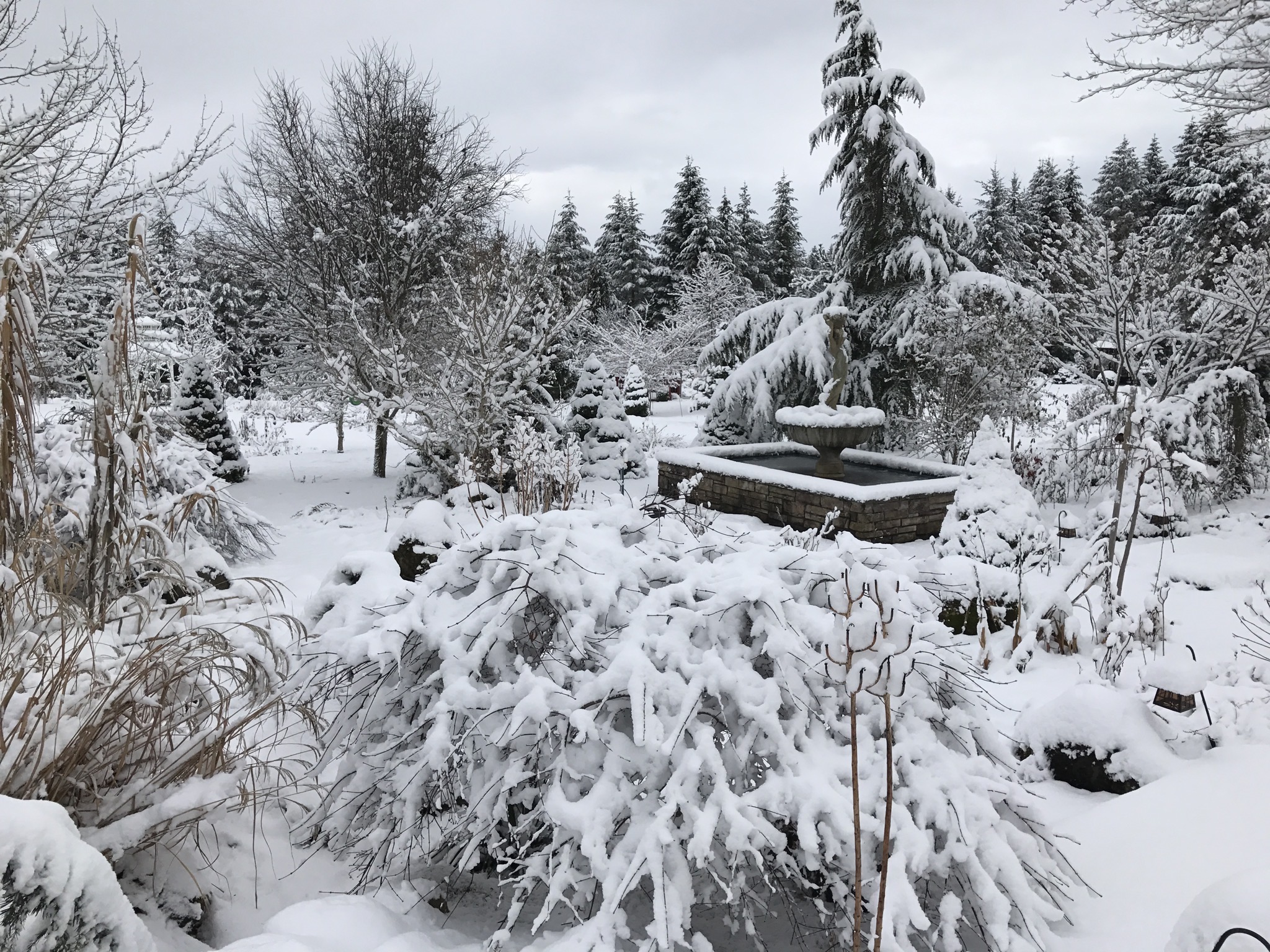 Snowy gardens
