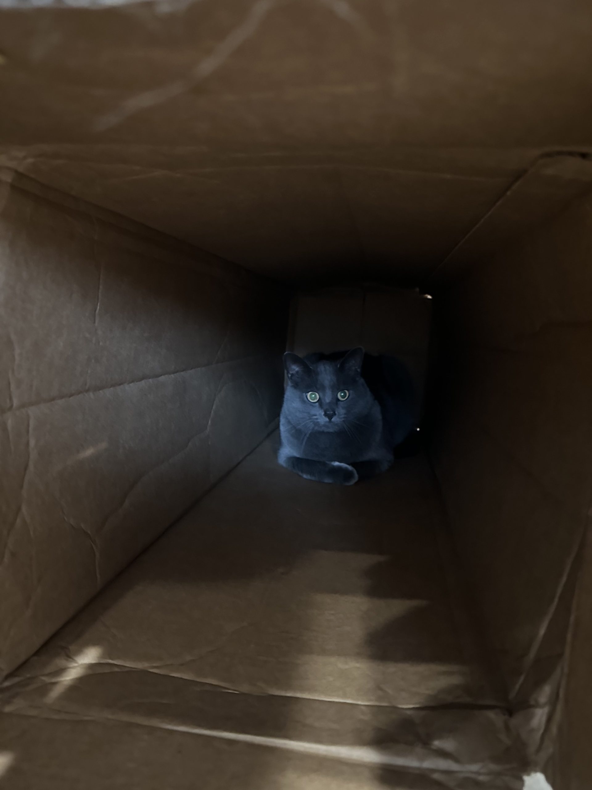 Paladin in a box