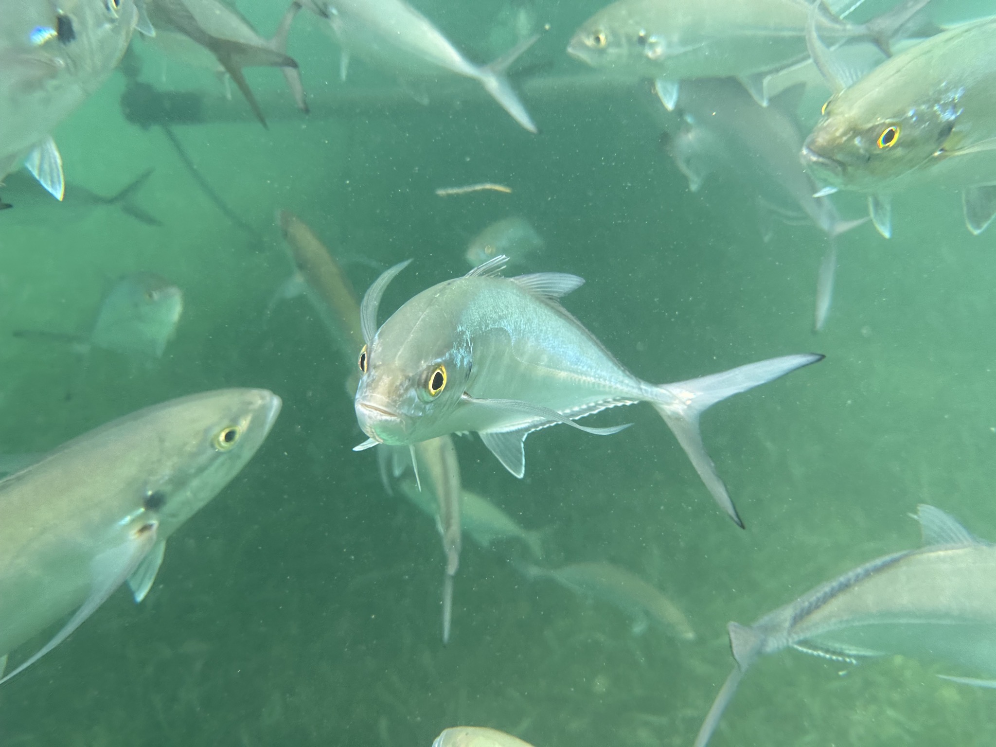 Fish