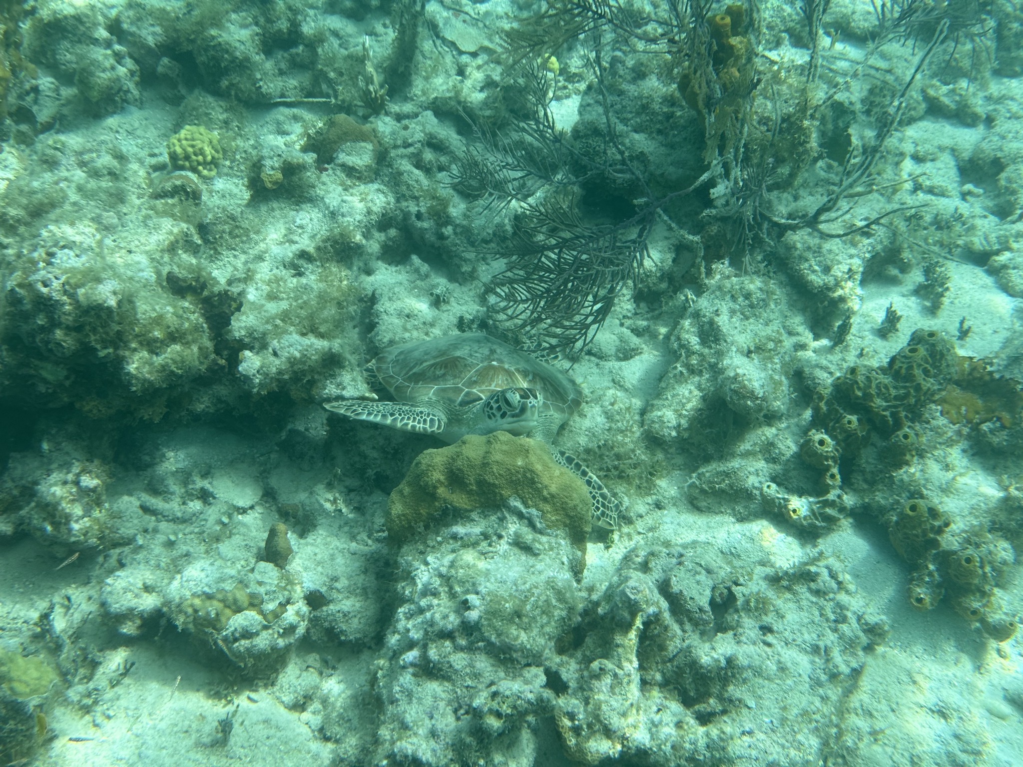 Turtle