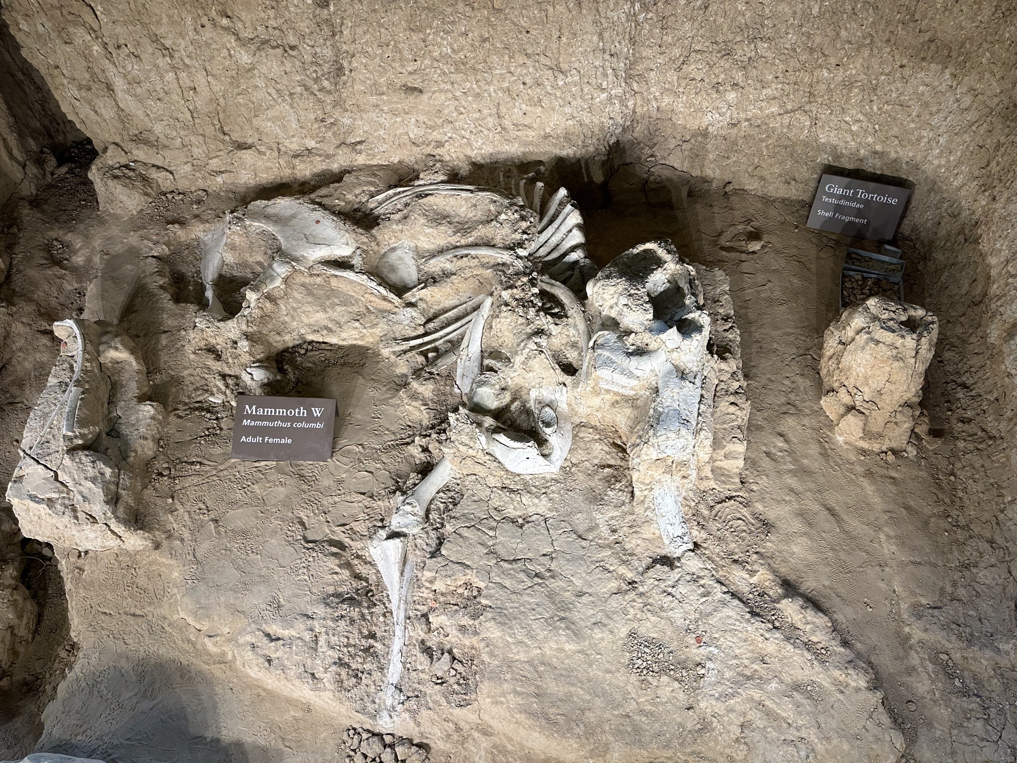 Waco Mammoth National Monument
