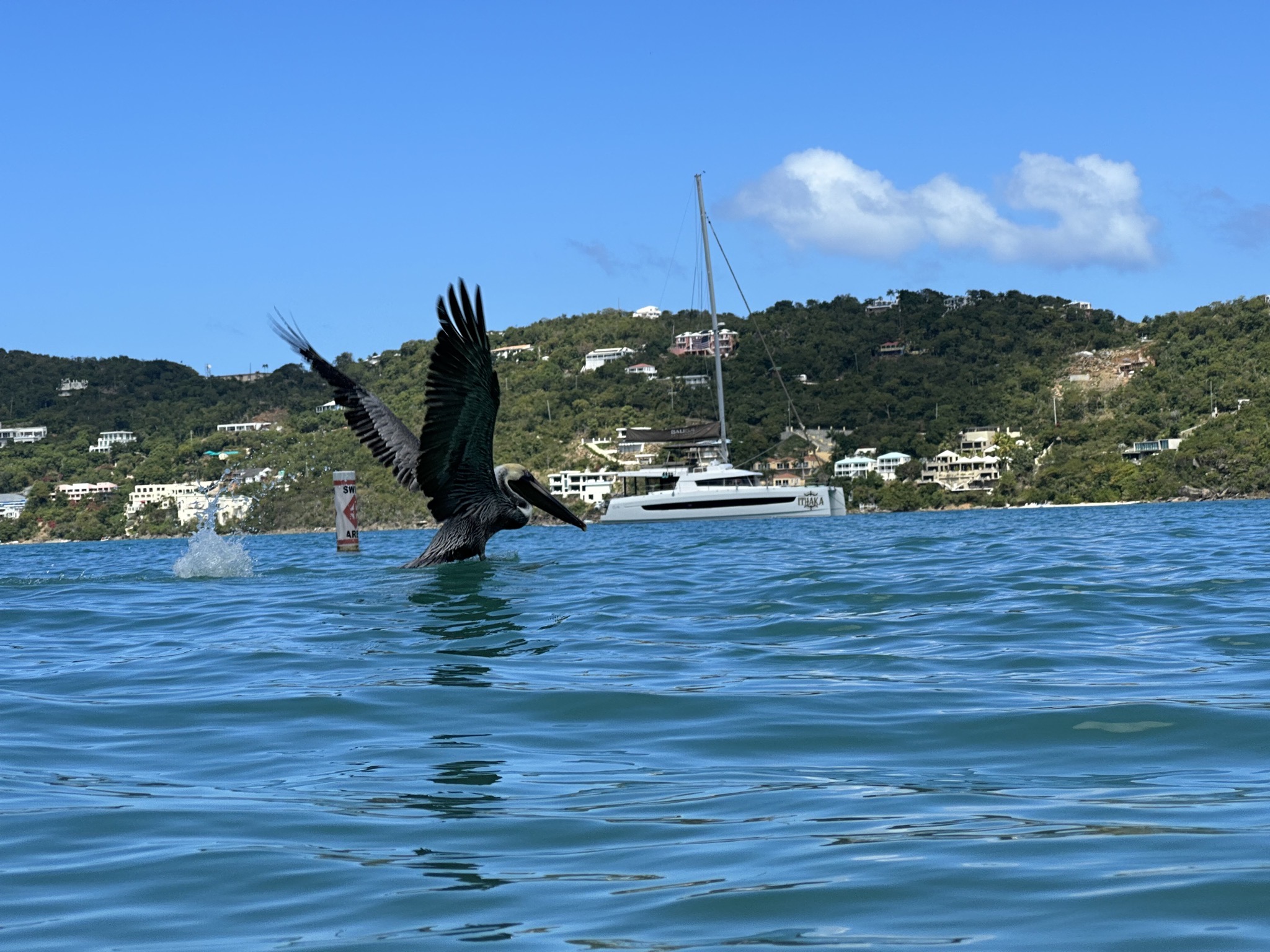 Pelicans