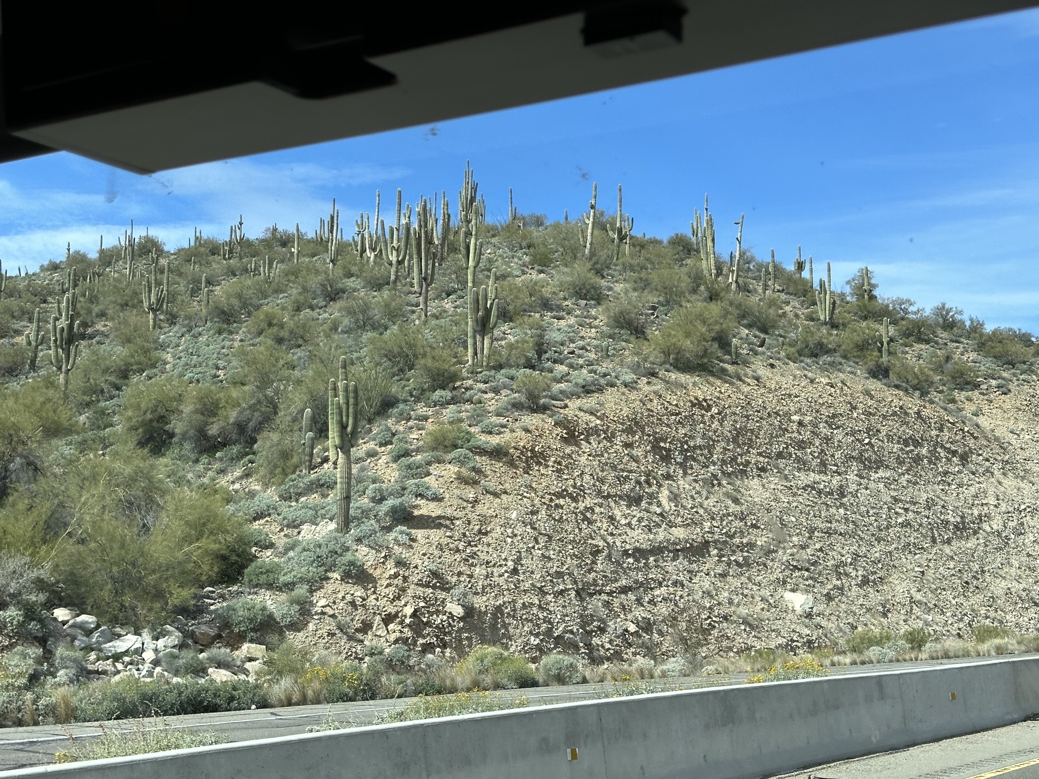 Cacti