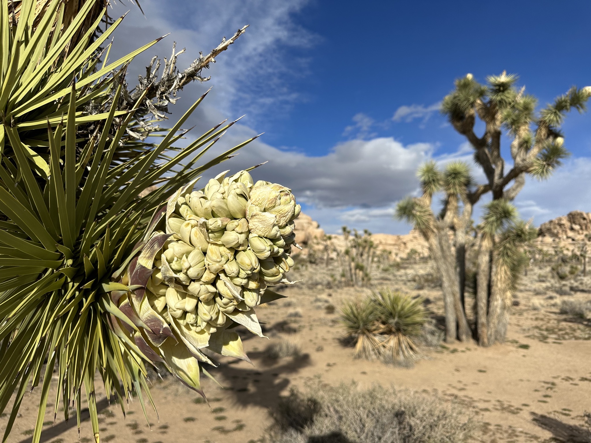Joshua trees