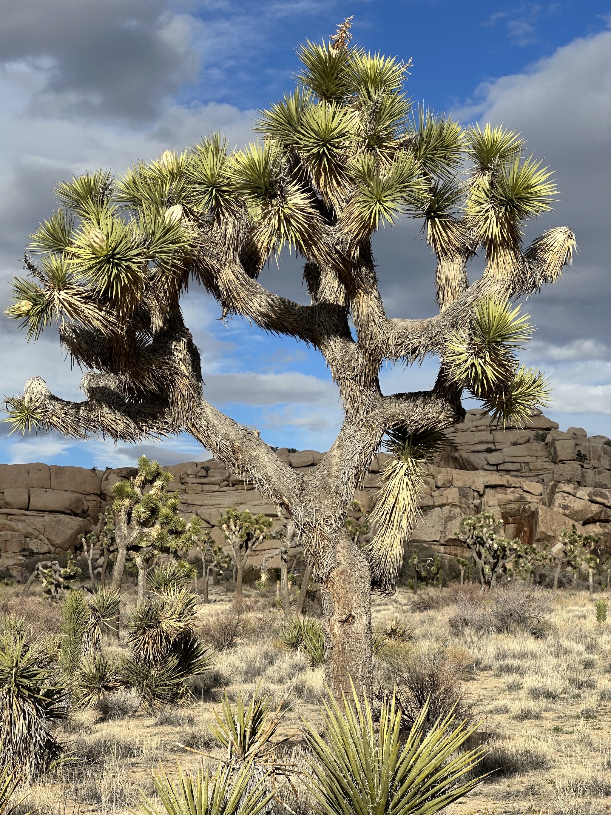 Joshua trees
