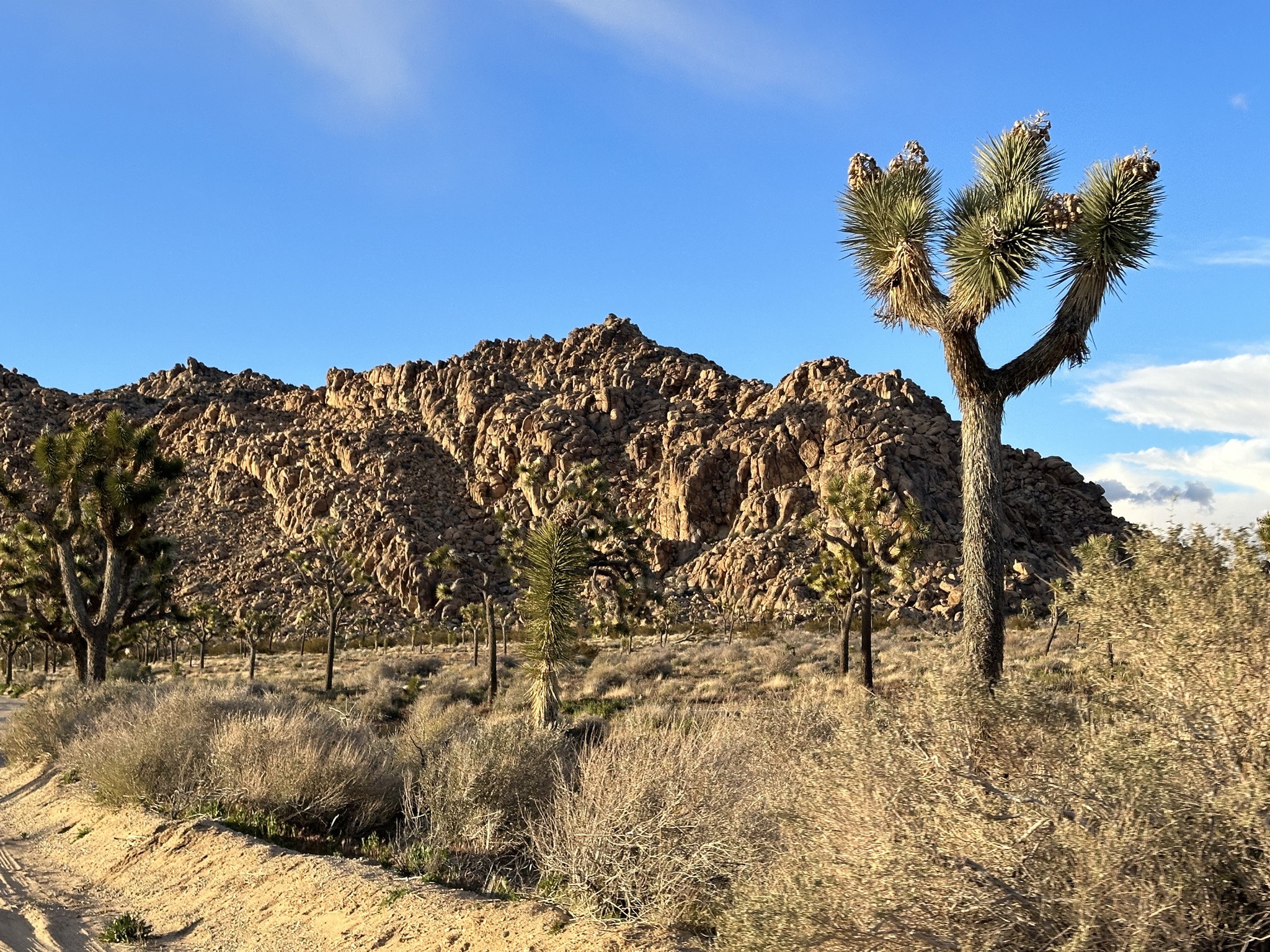 Joshua trees
