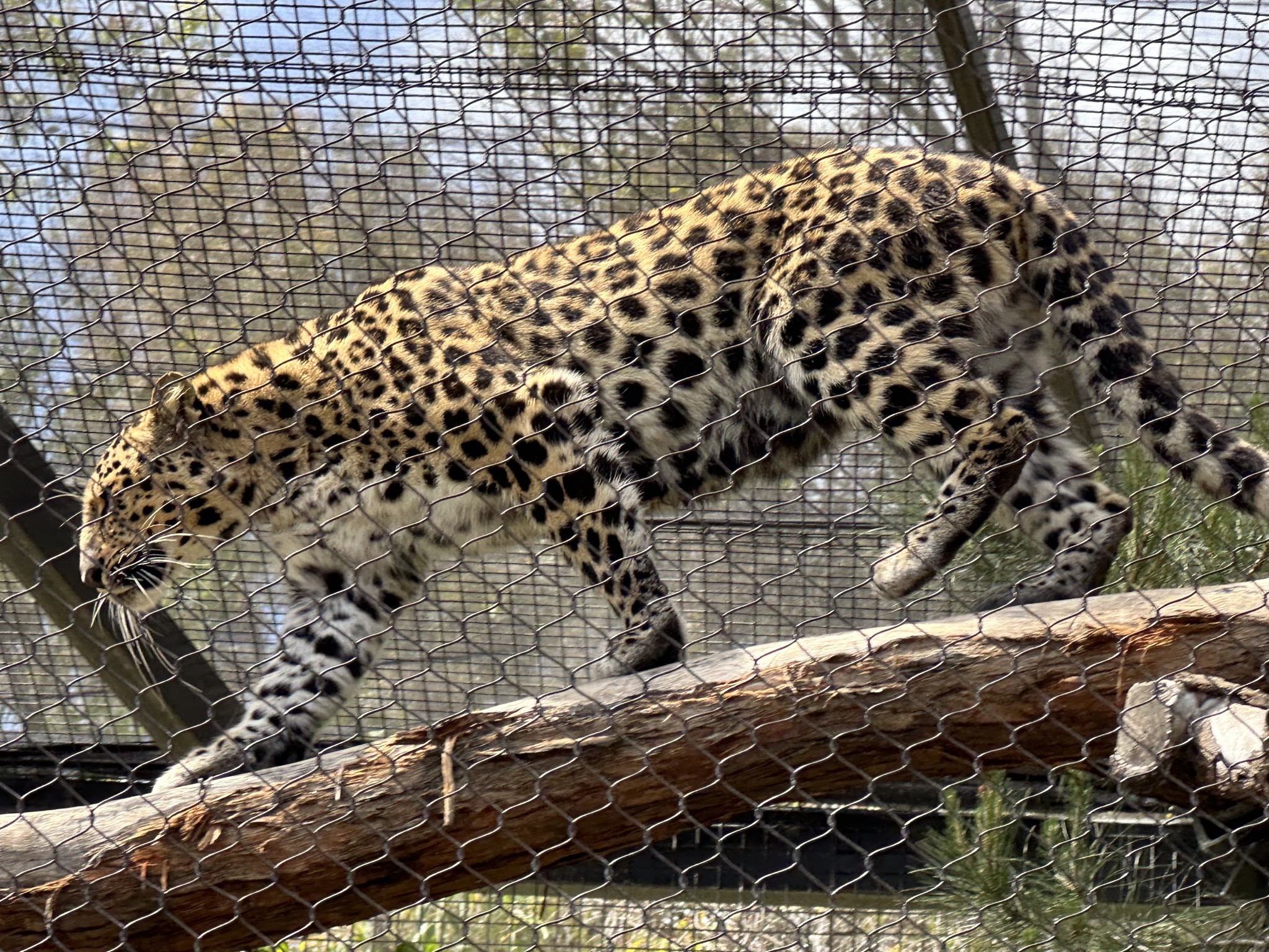 Leopard