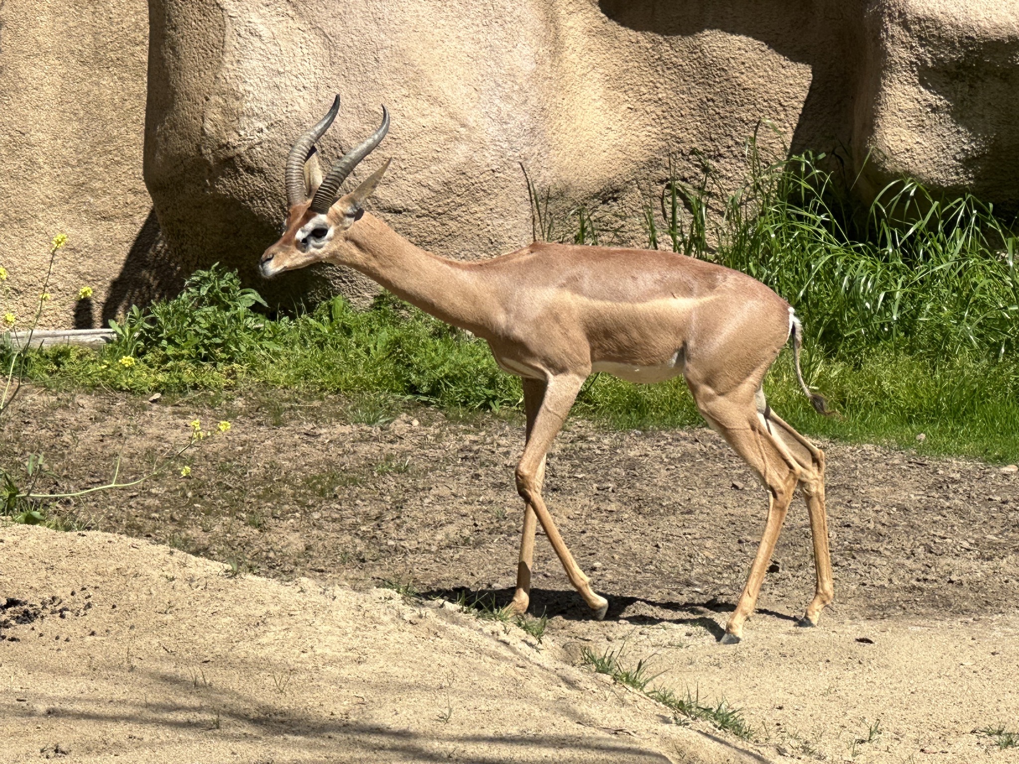 Gazelle
