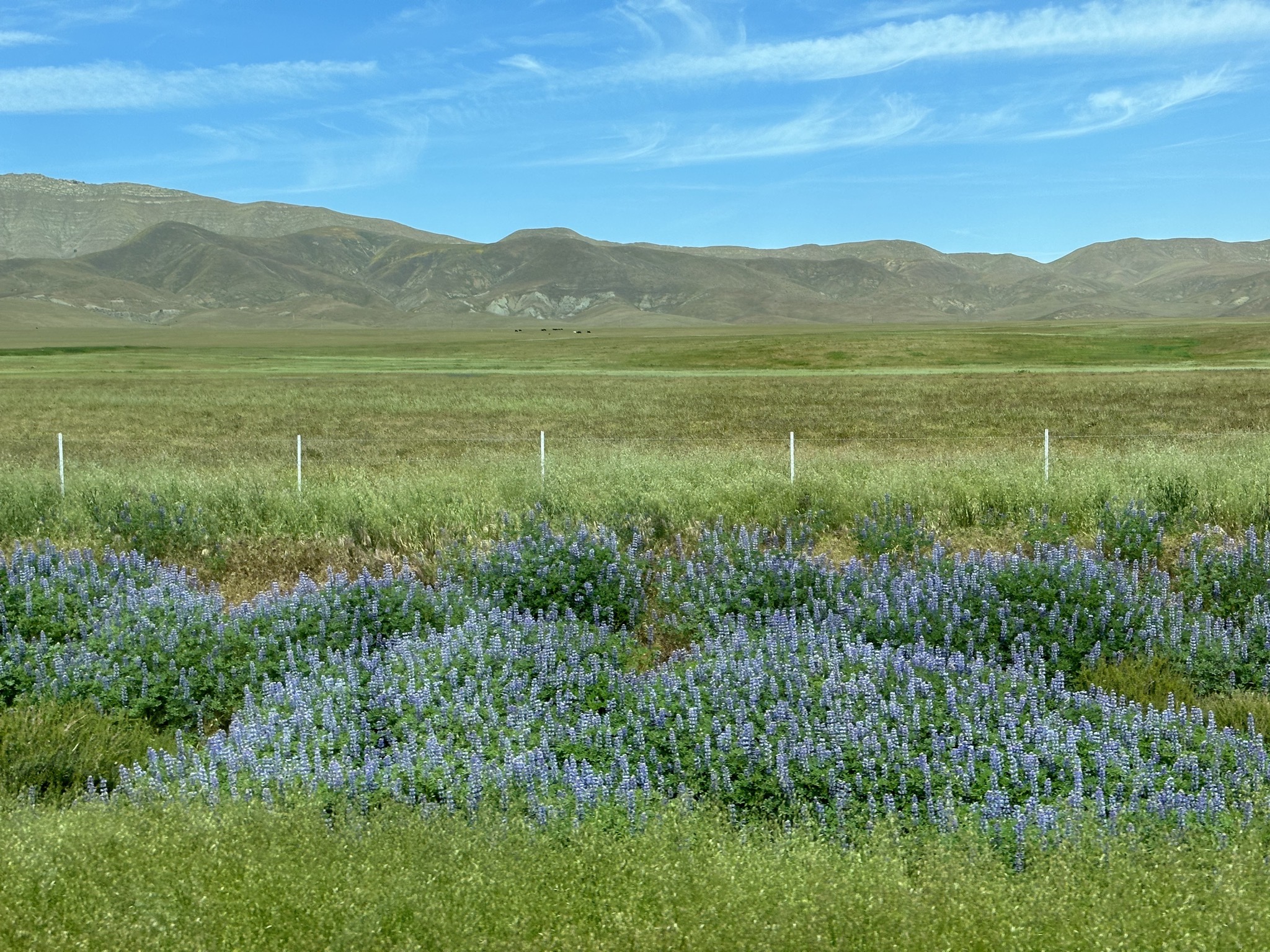 Flowers and green hills