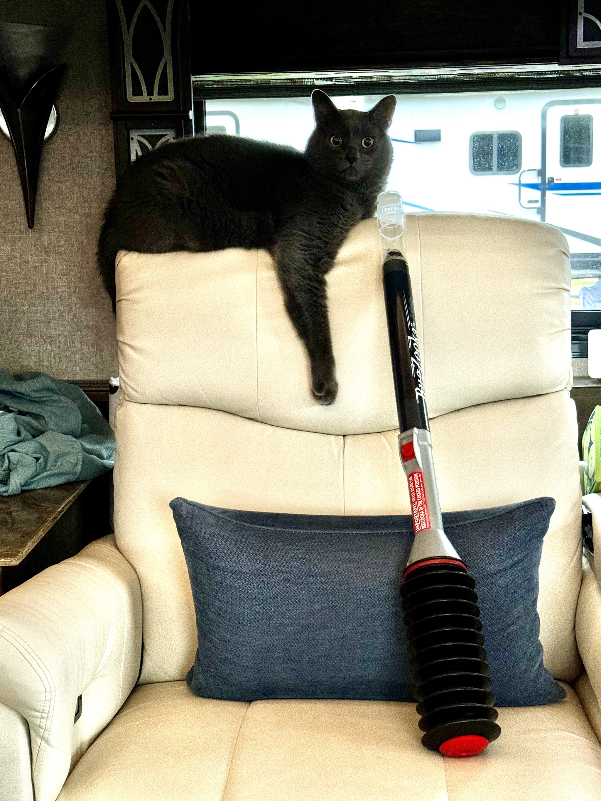 Cat and bug catcher