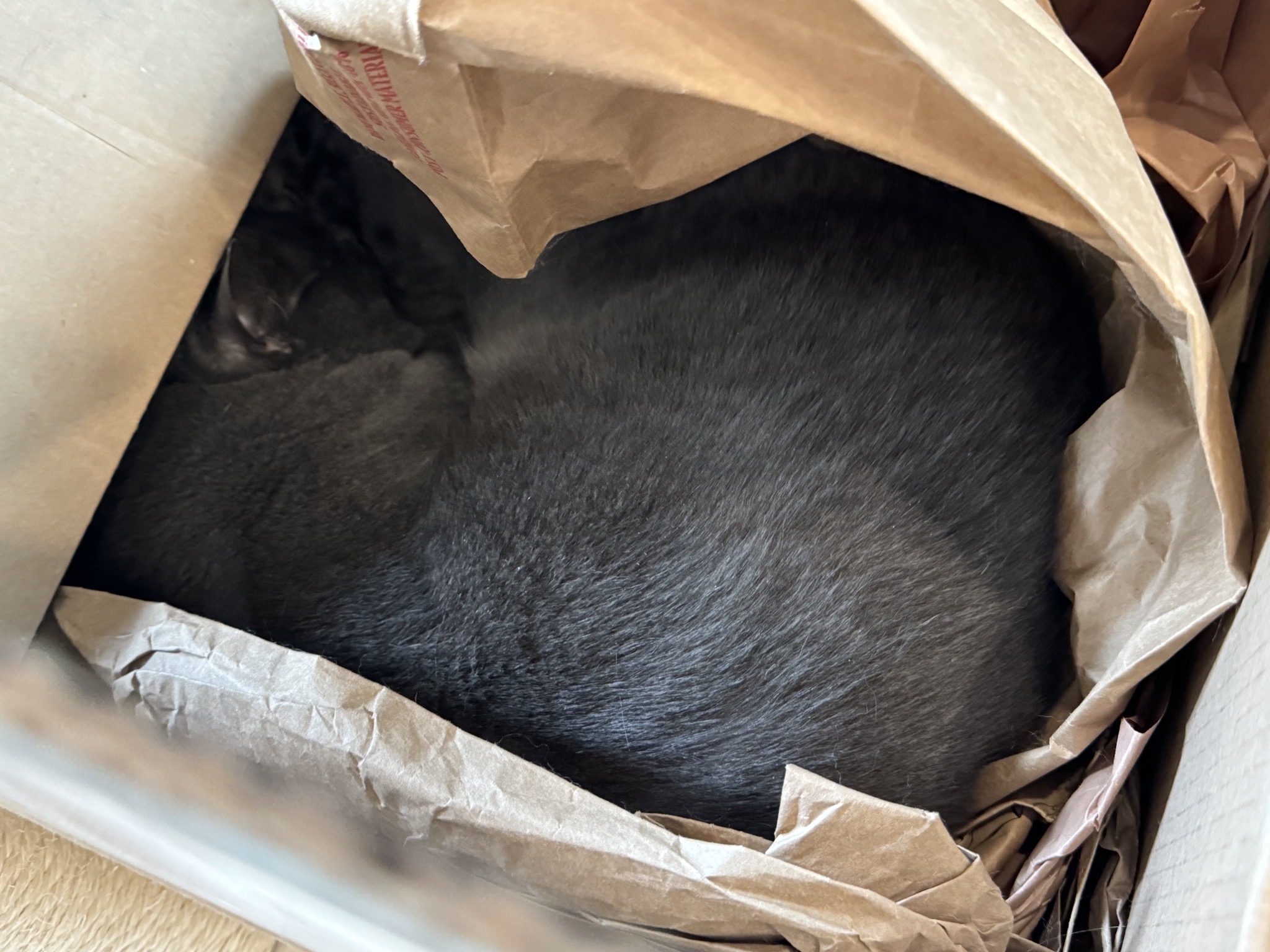 Cat asleep in a box filled with paper