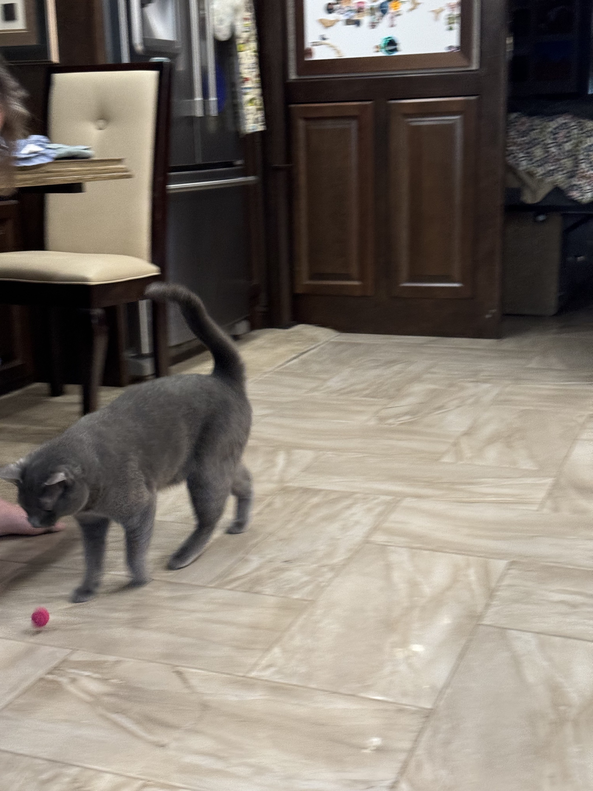 Paladin with his red ball