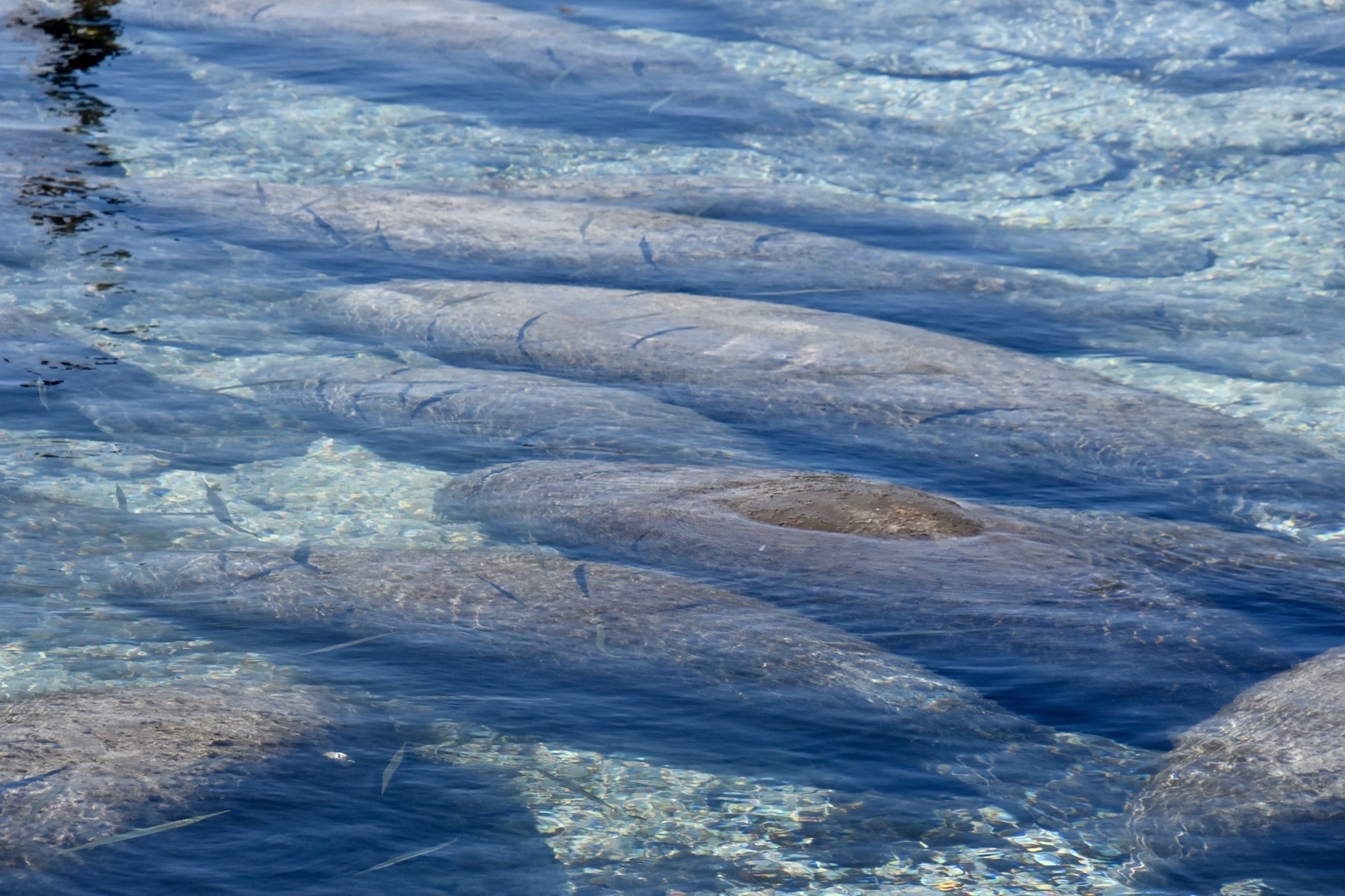 Manatees