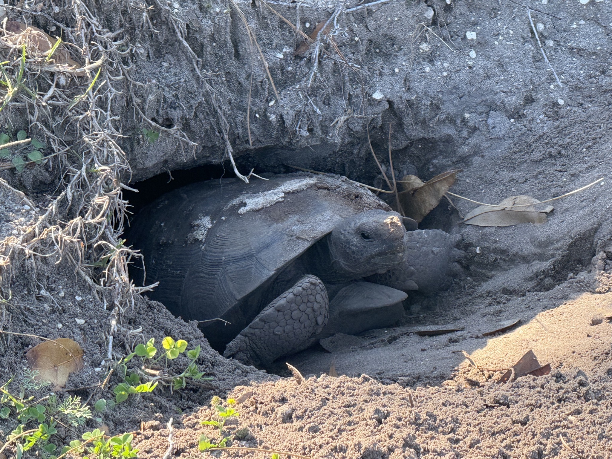 Ground tortose