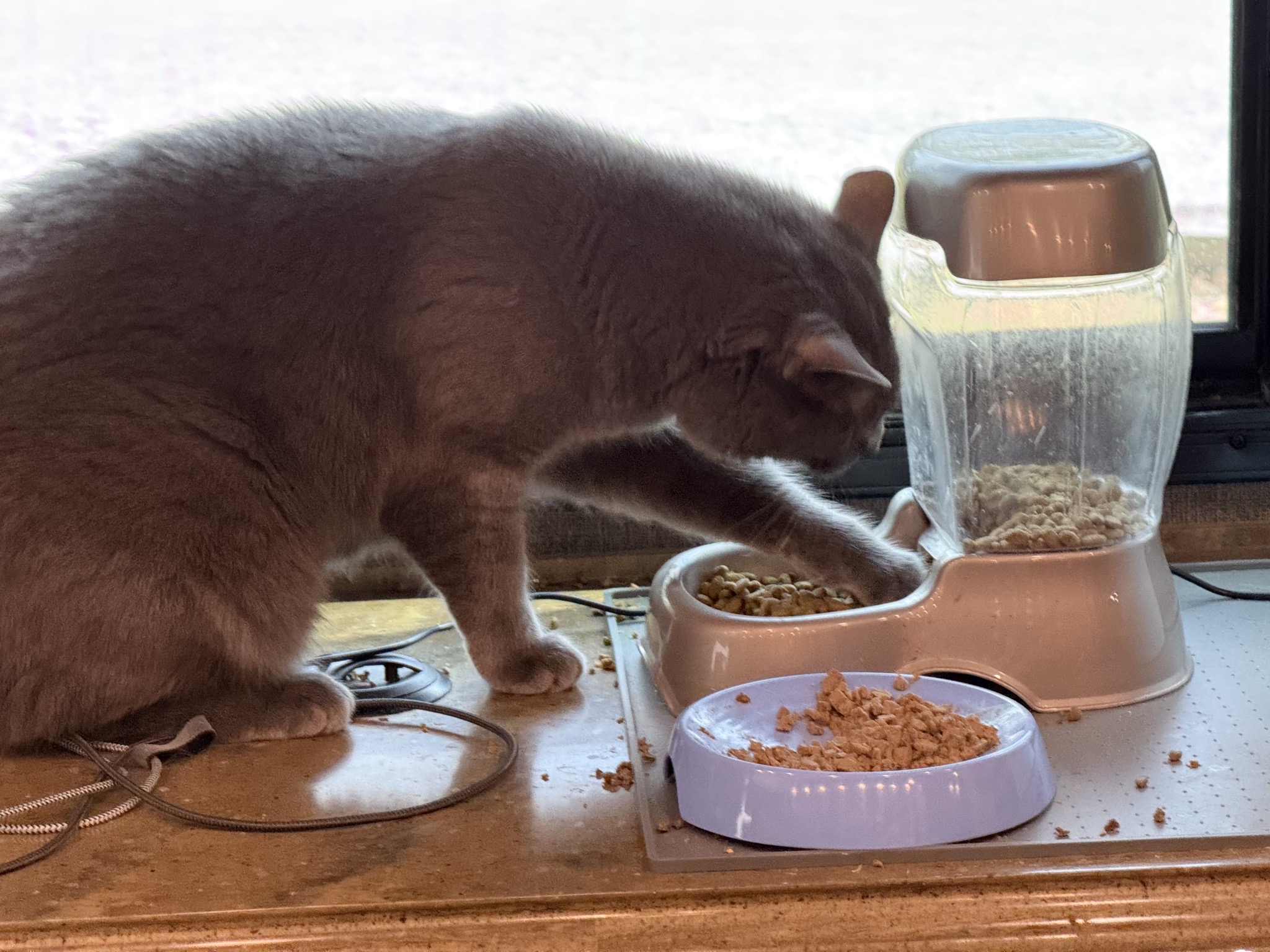Cat reaching for kibble