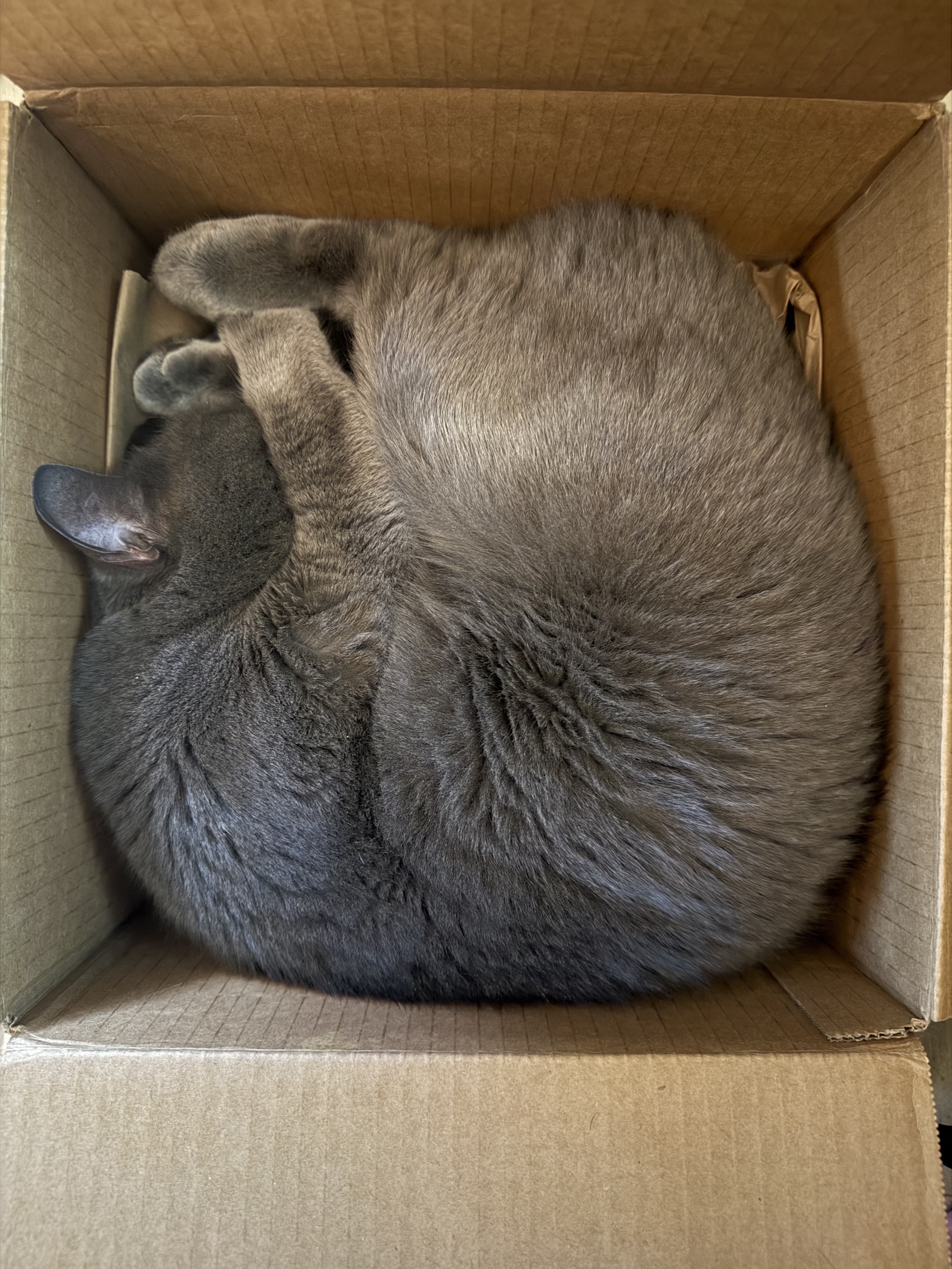 Cat in a box