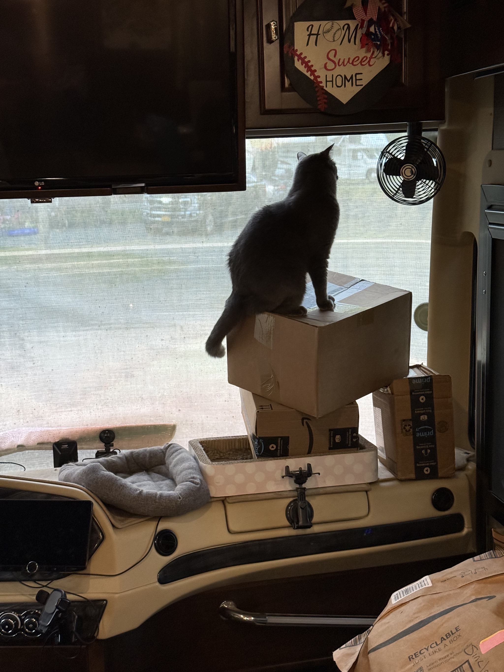 Cat on boxes
