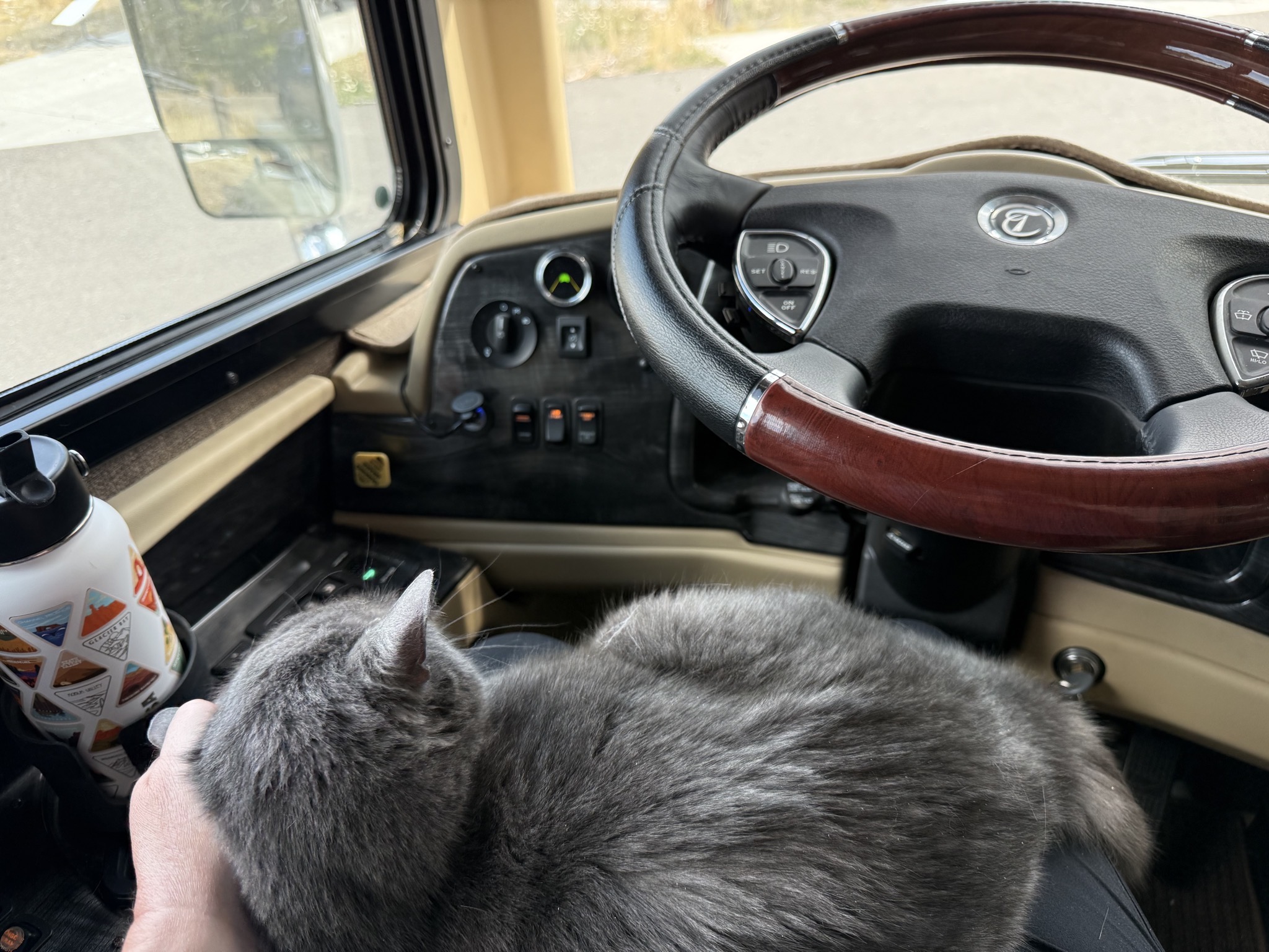Cat on lap