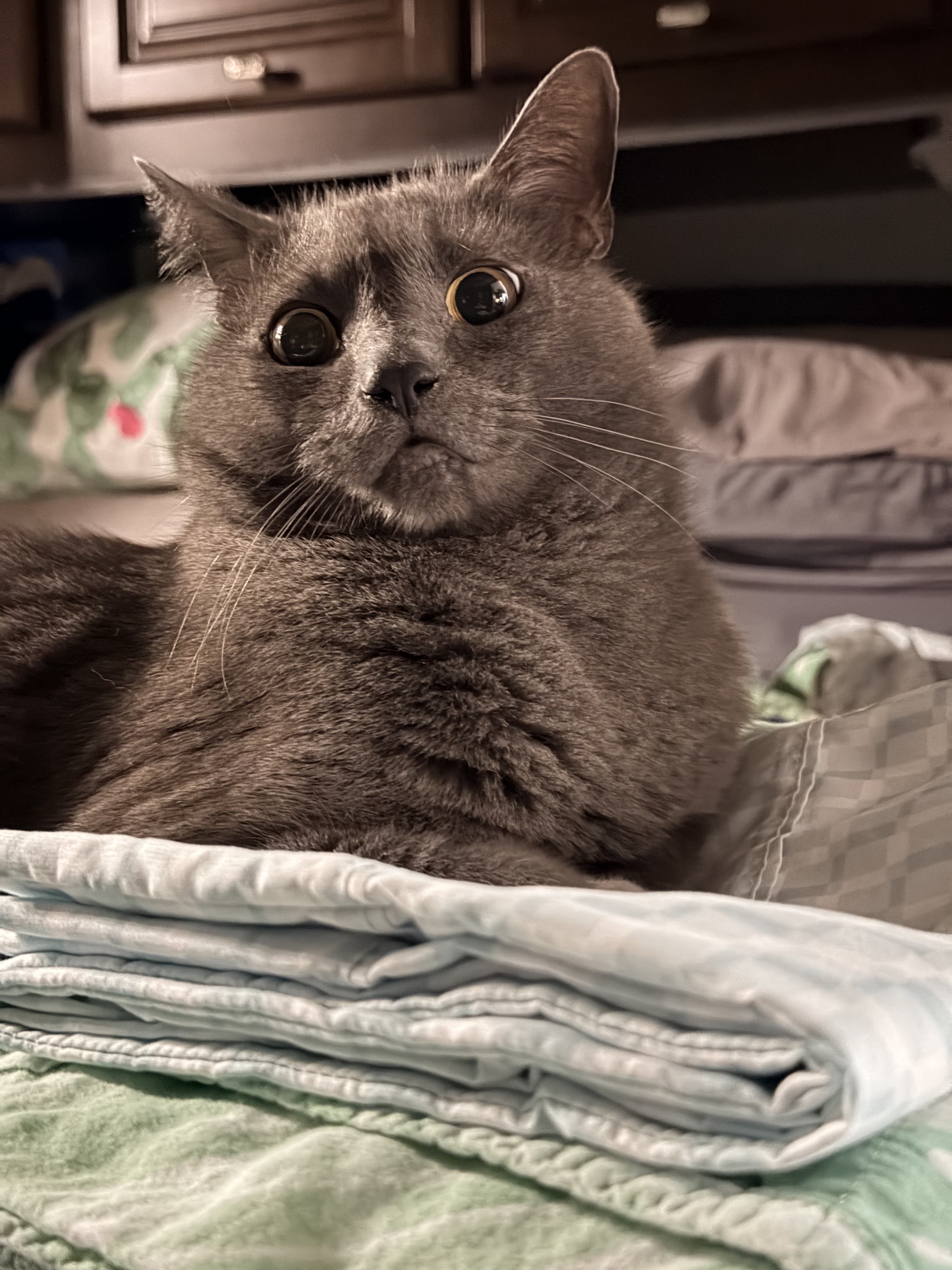 Cat on folded sheets