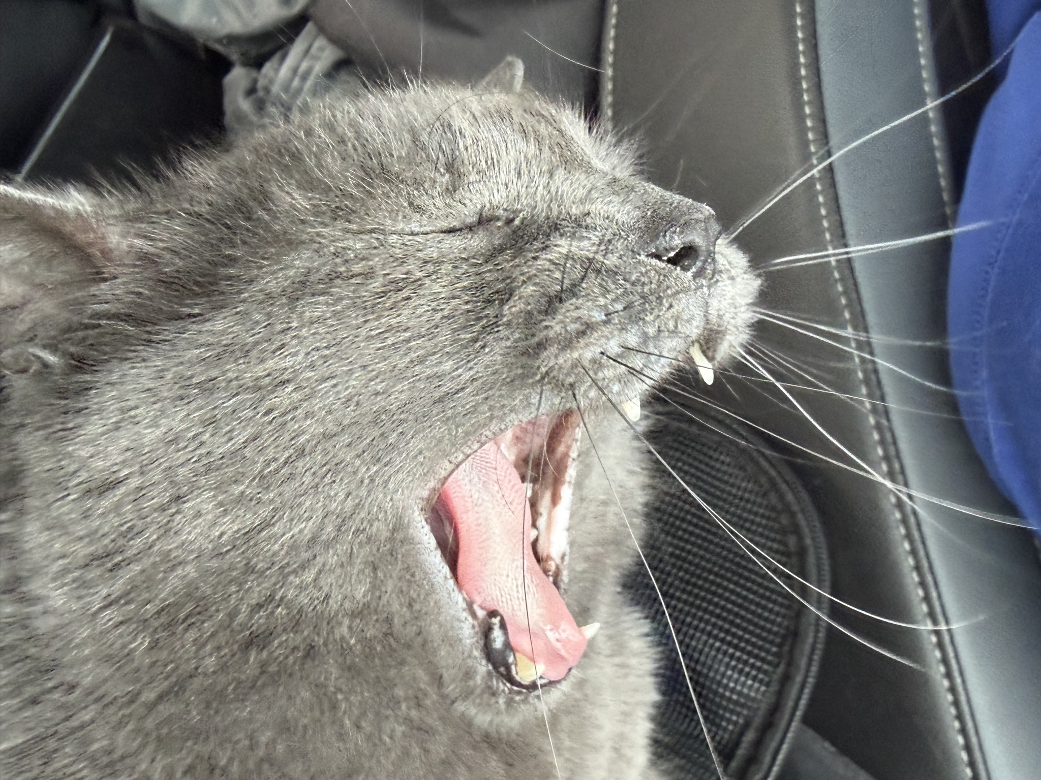 Paladin yawning
