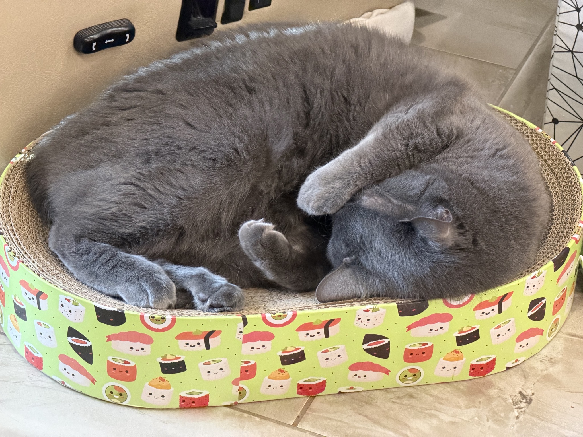 Cat sleeping on sushi bed
