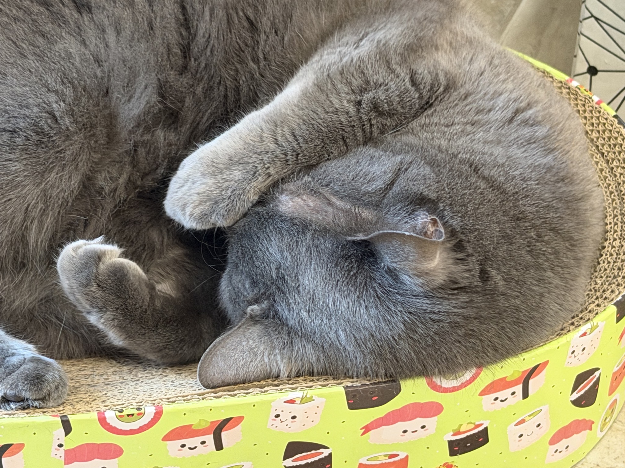 Cat sleeping on sushi bed