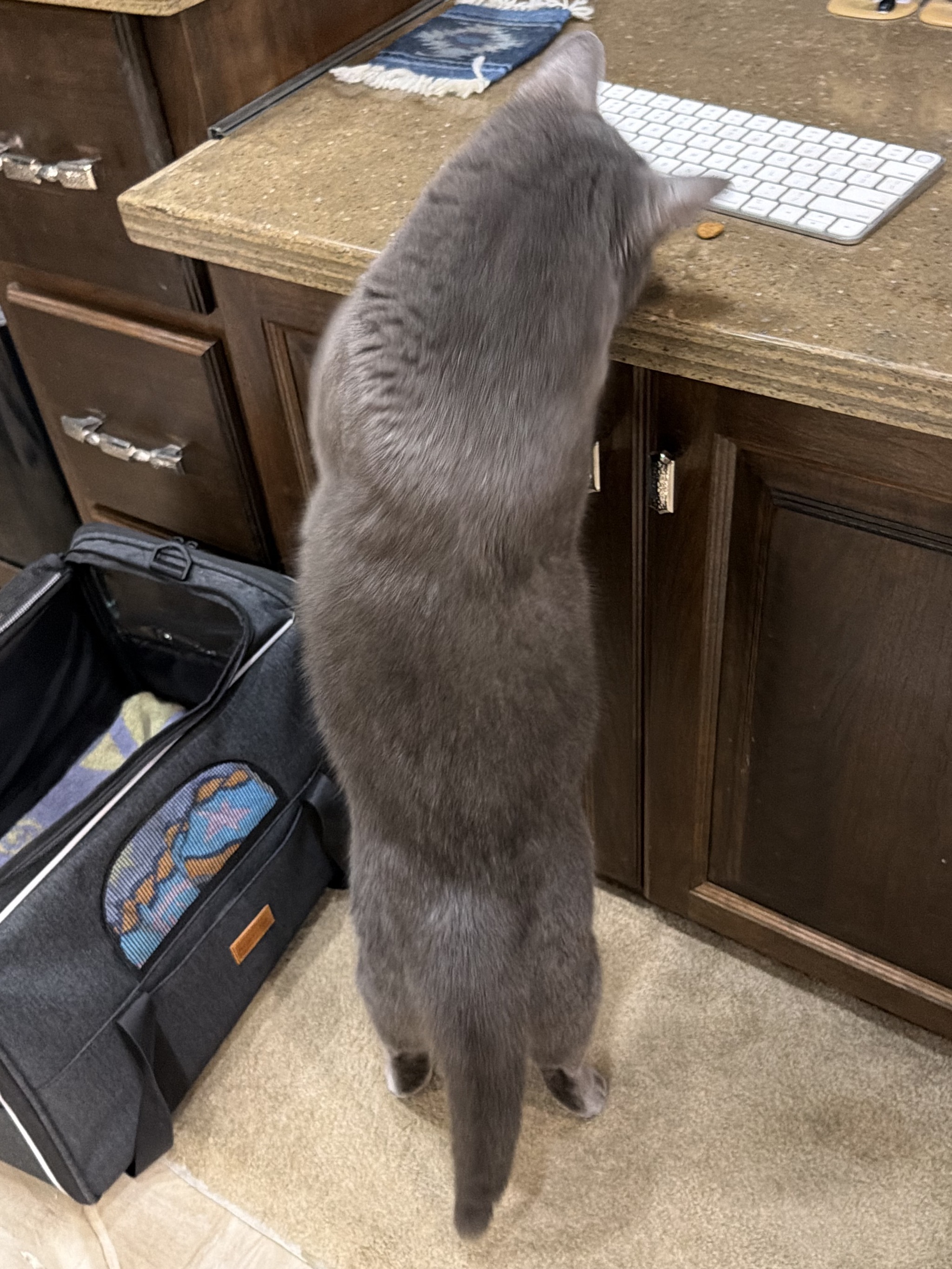 Cat reaching for treats