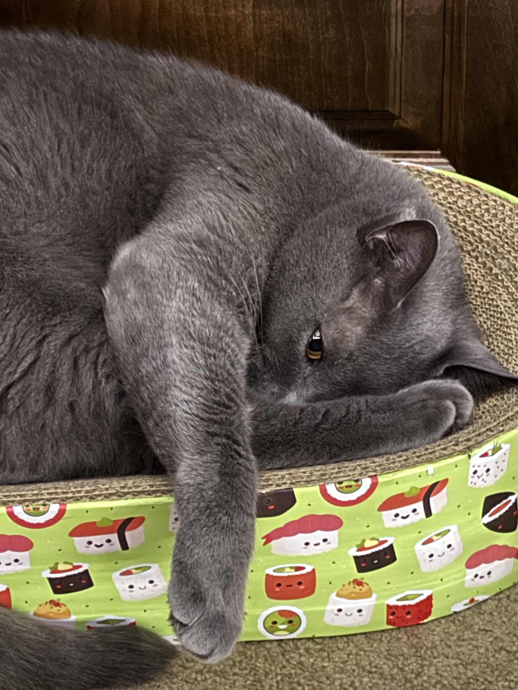 Paladin in his sushi bed