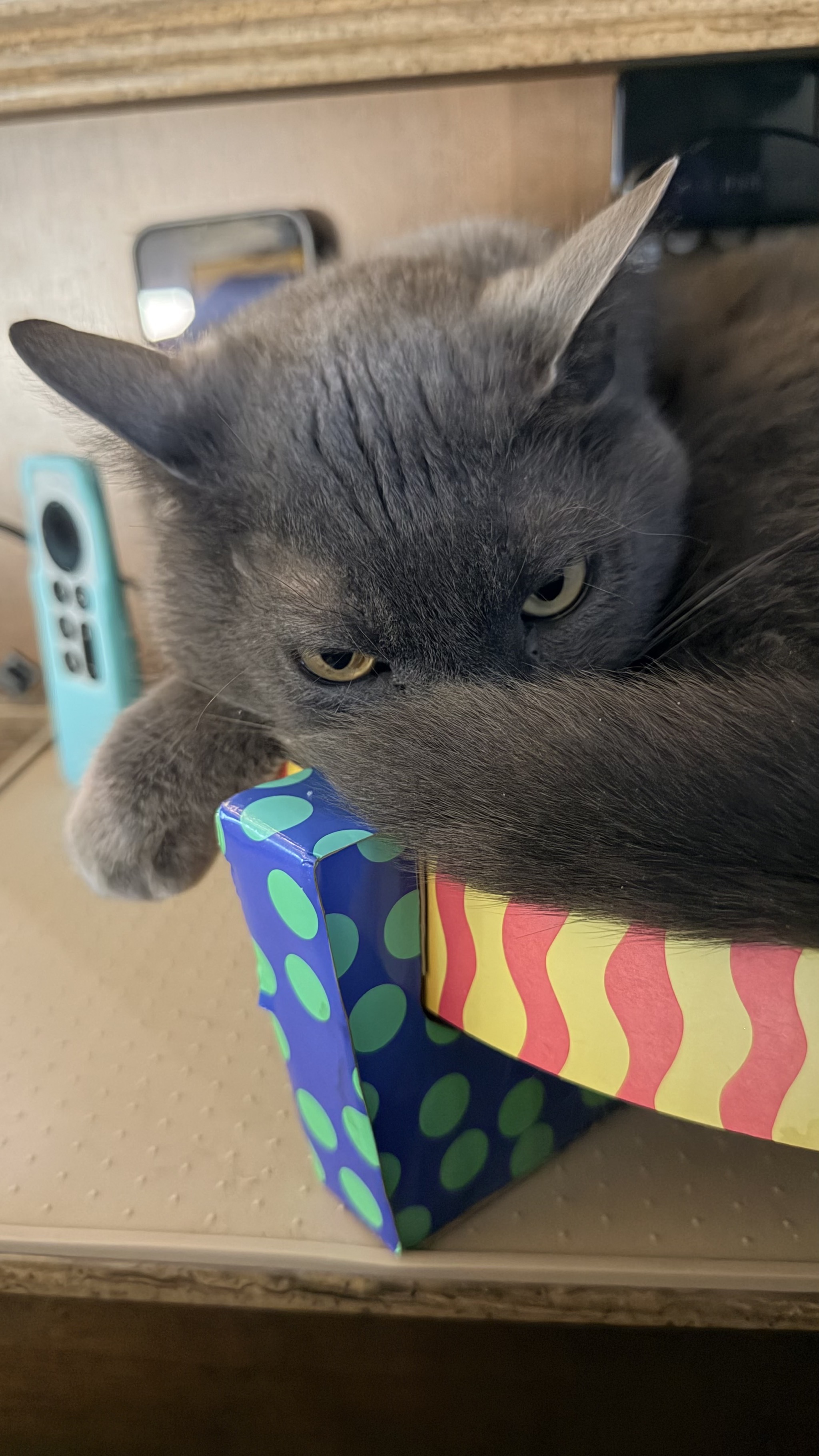 Cat on a colorful bed