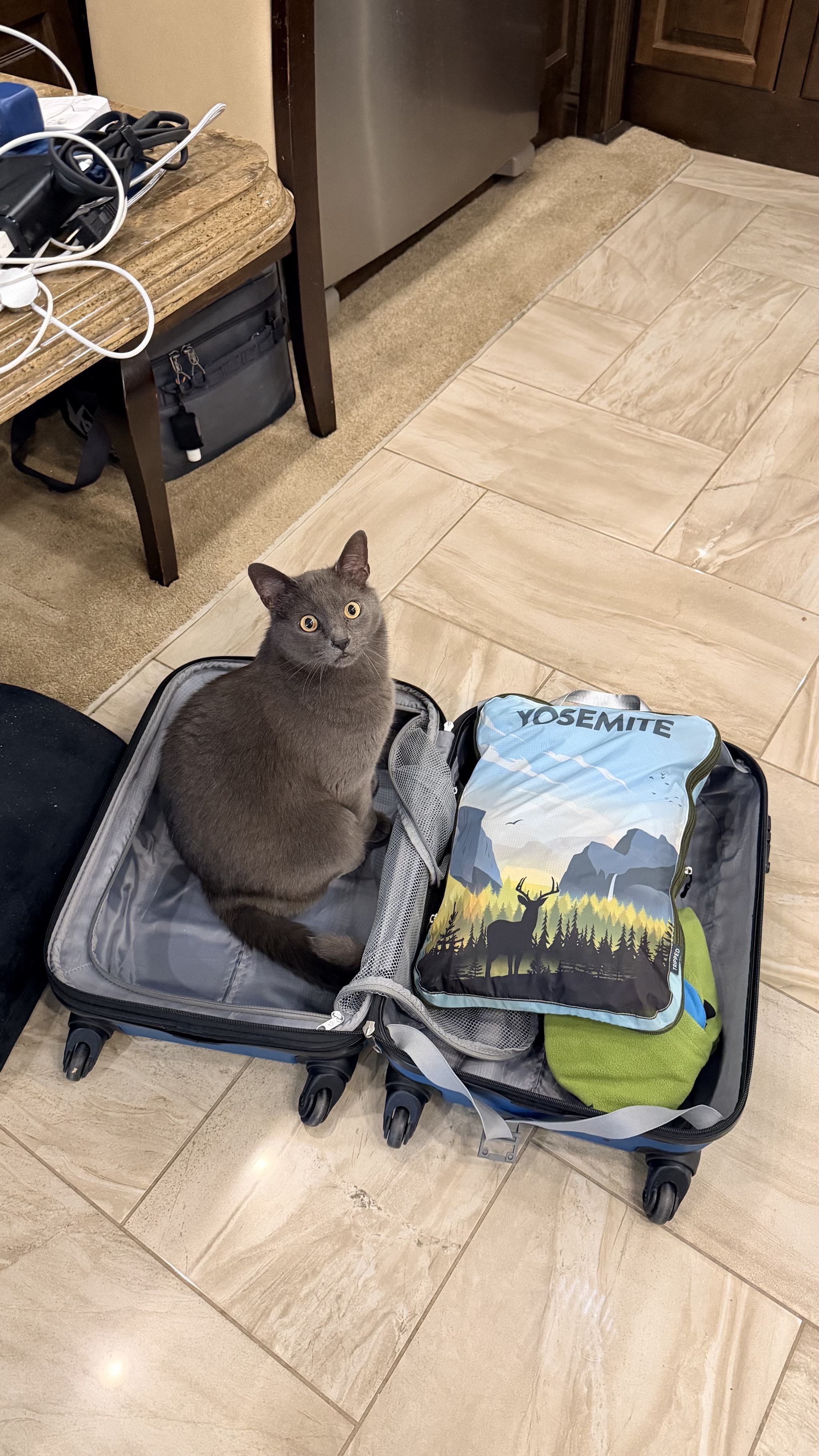 Cat sitting in suitcase