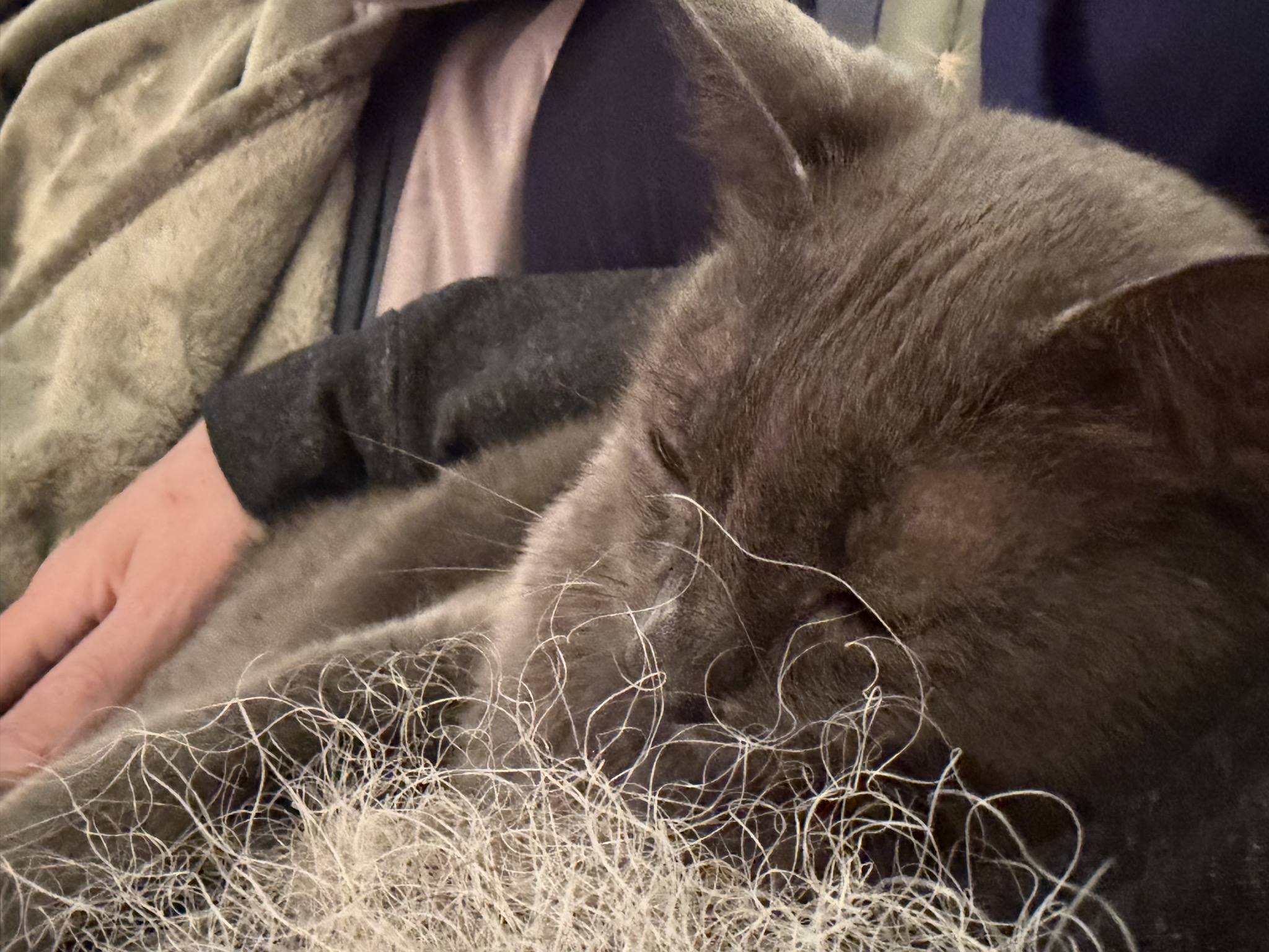 Cat snuggling in beard