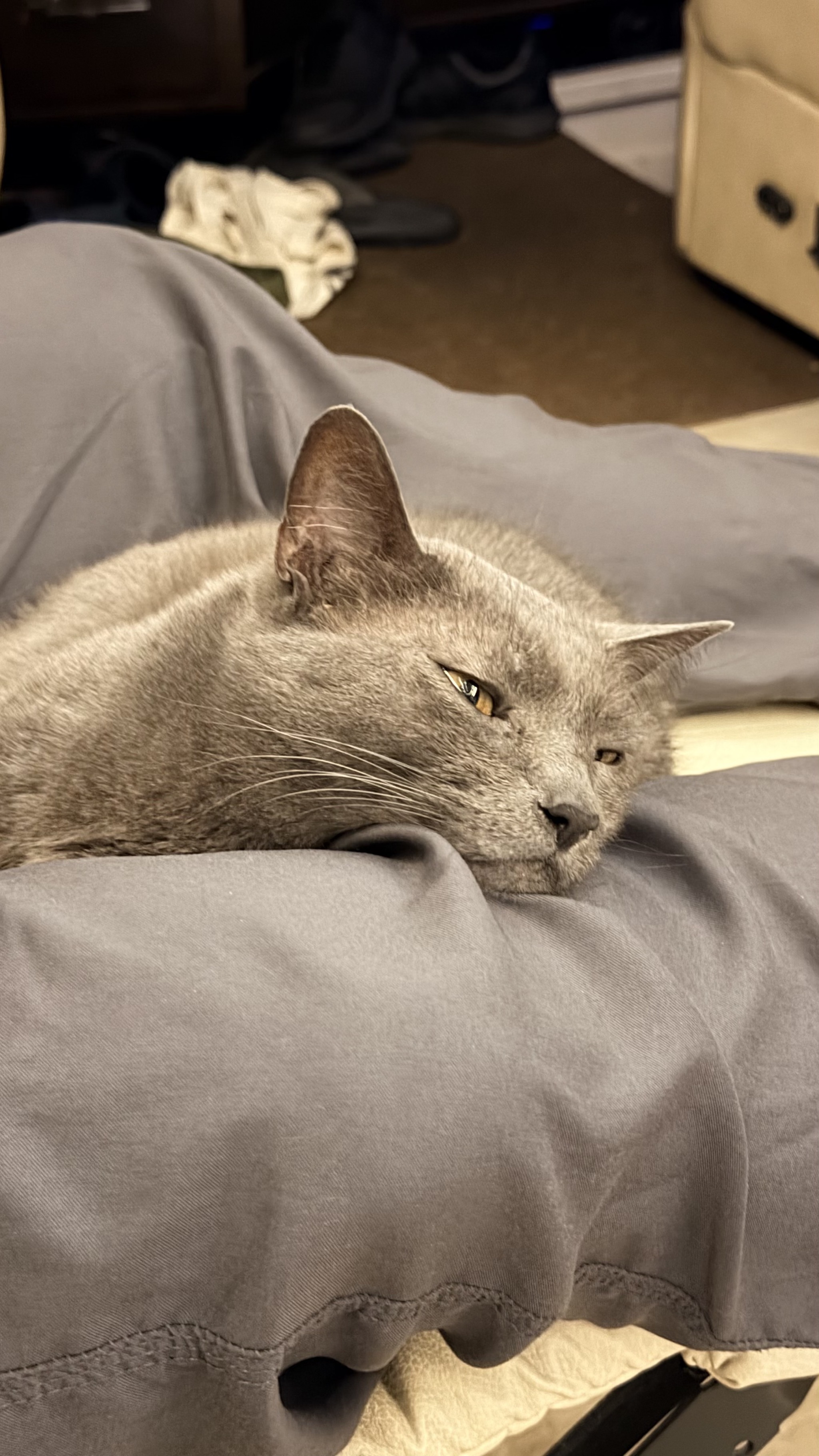 Cat on lap in RV